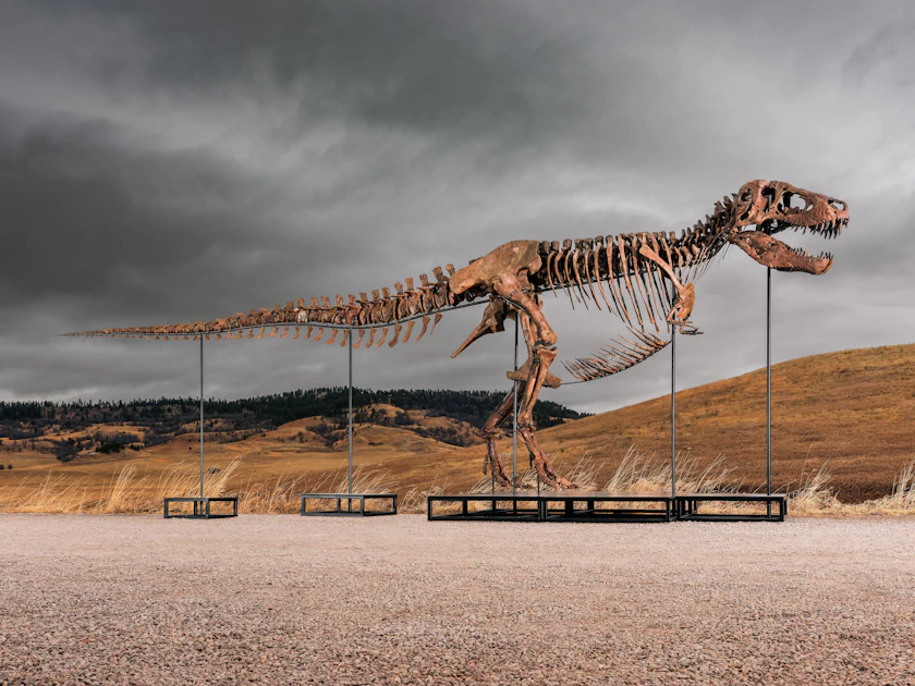 50 Millionen für Tyrannosaurus „Gus“: Unbekannter ersteigert Rekord-T ...