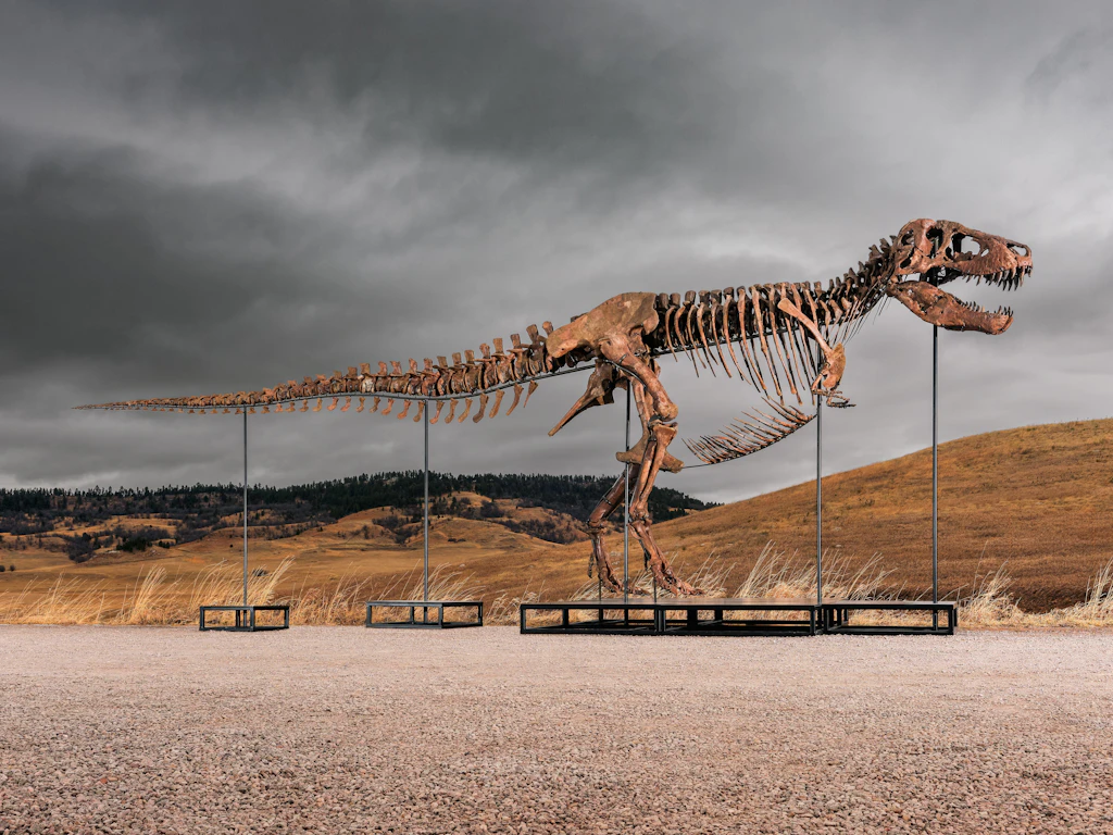 50 Millionen für Tyrannosaurus „Gus“: Unbekannter ersteigert Rekord-T-Rex per Telefon