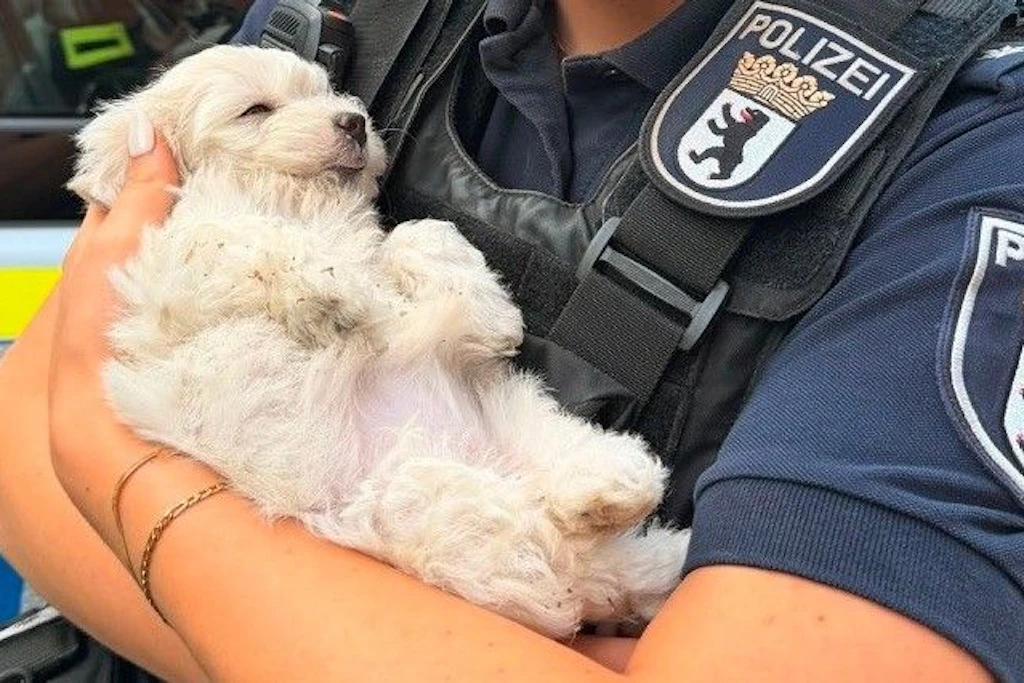 Der kleine Hund kam nach seiner Rettung durch die Polizei in eine Tierklinik.