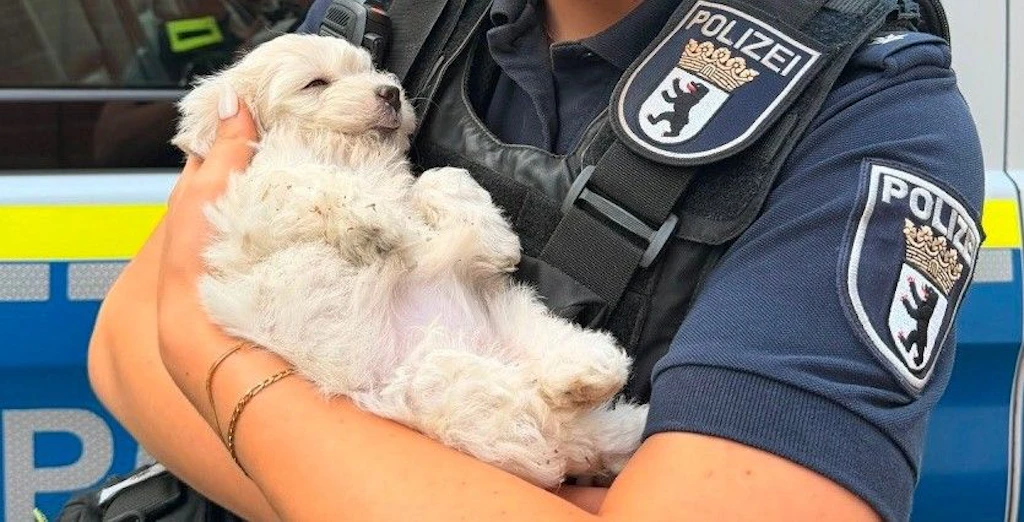 Hundewelpe durch die Luft geschleudert: Polizei rettet Tier vor Kind am Kottbusser Tor