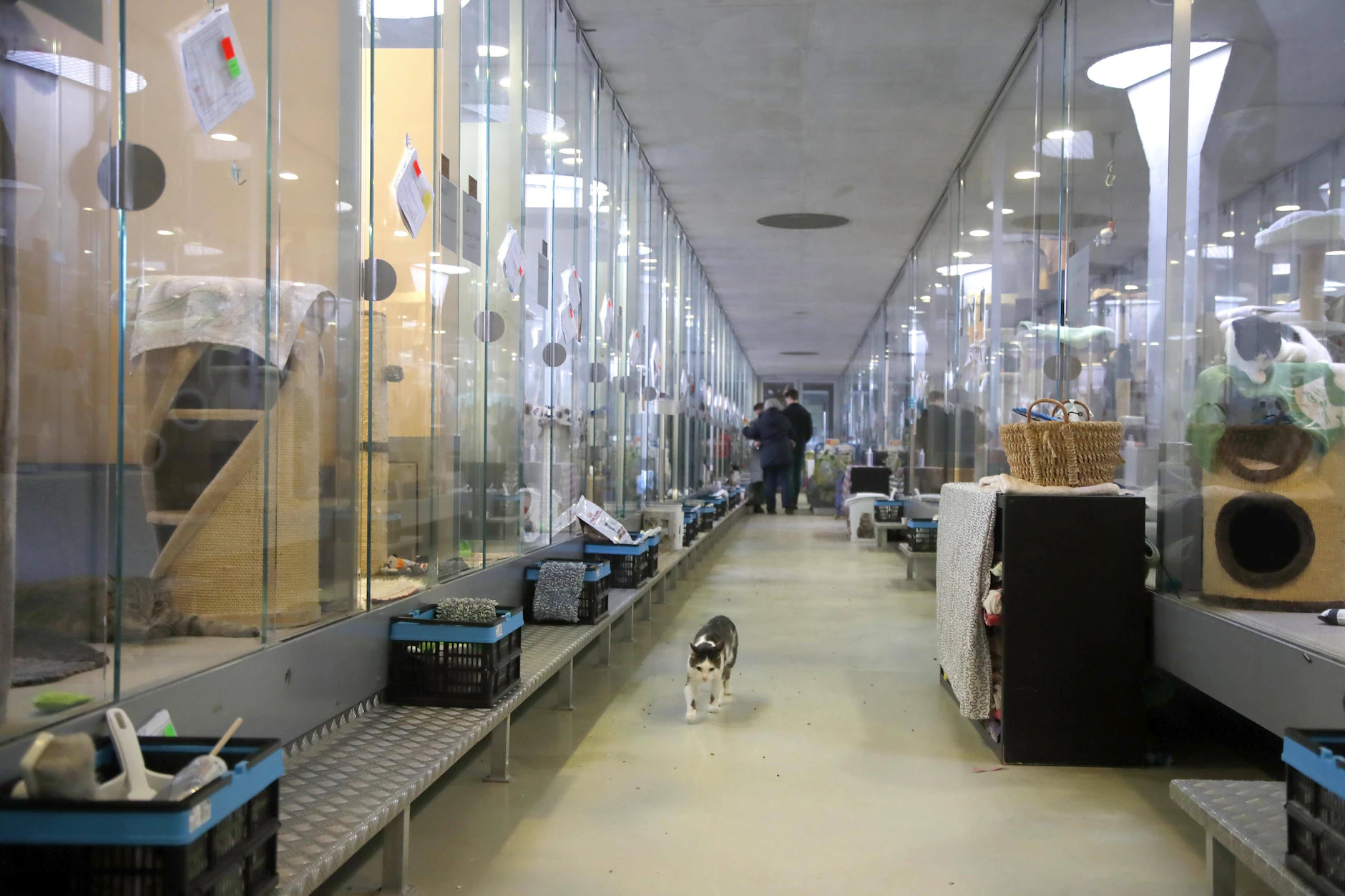 Blick in den Katzenbereich des Tierheims Berlin in Falkenberg.