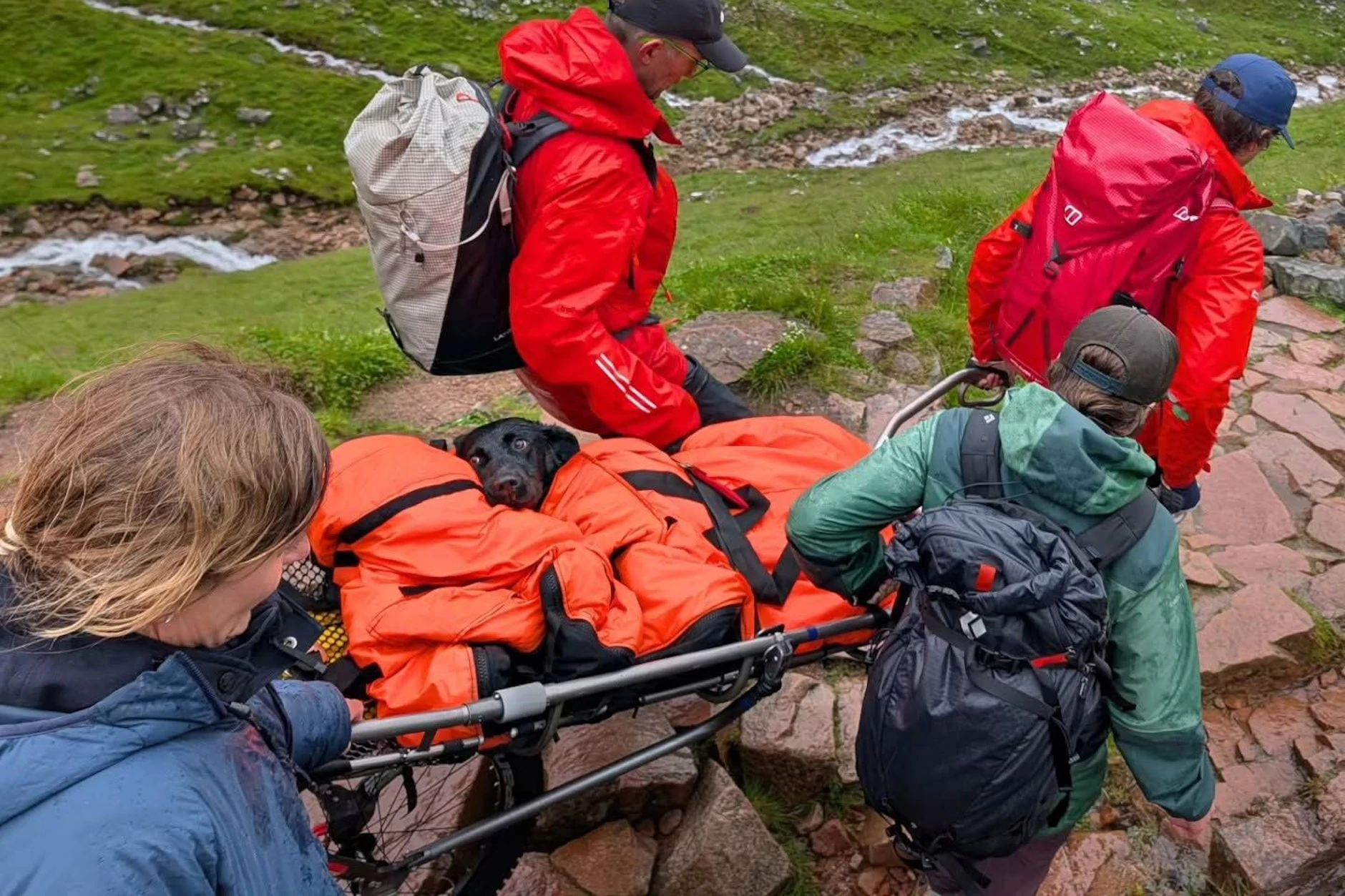 Bergretter vom „Lochaber Mountain Rescue Team“ tragen Hündin Tokyo , die offenbar Cannabis gefressen hatte.