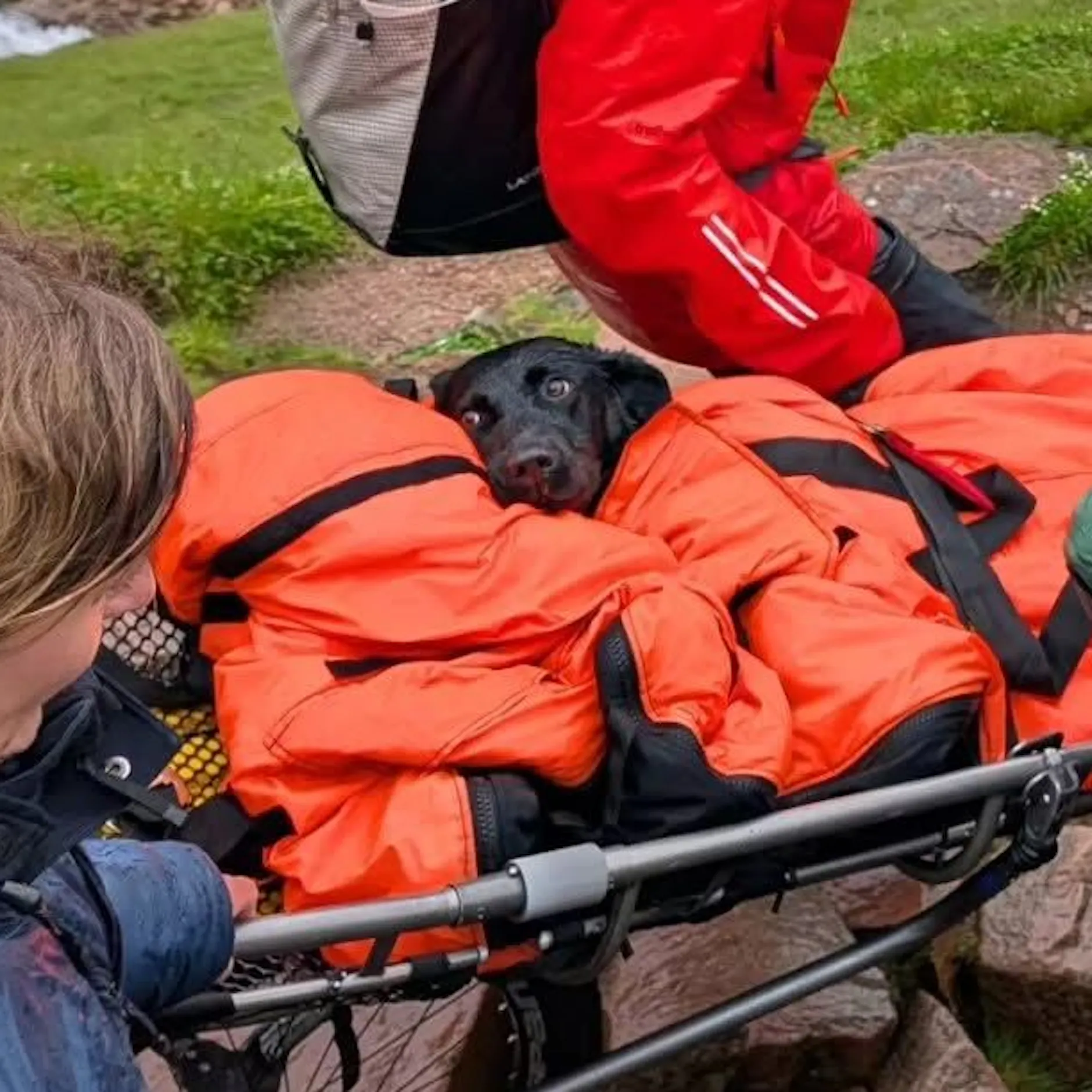 Total bekiffter Hund muss vom Berg getragen werden