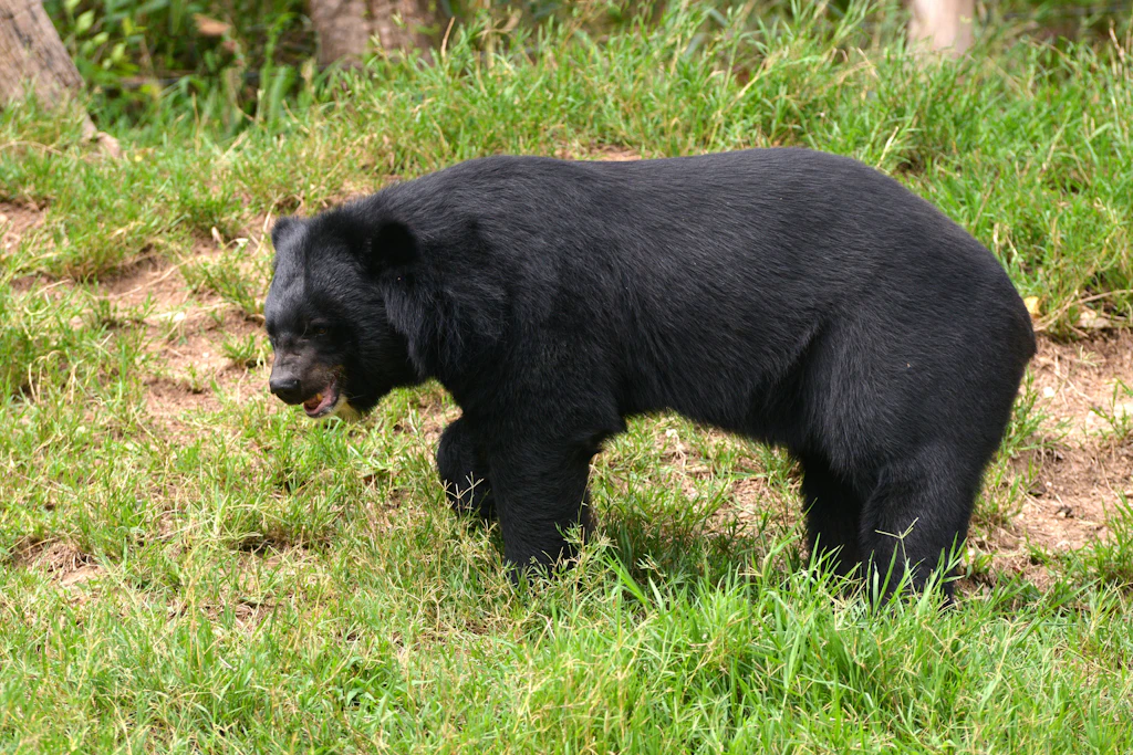 Asiatischer Schwarzbär: In Shizukuishi suchen die Behörden nach einem Tier, dem 14 Einbrüche zugerechnet werden.