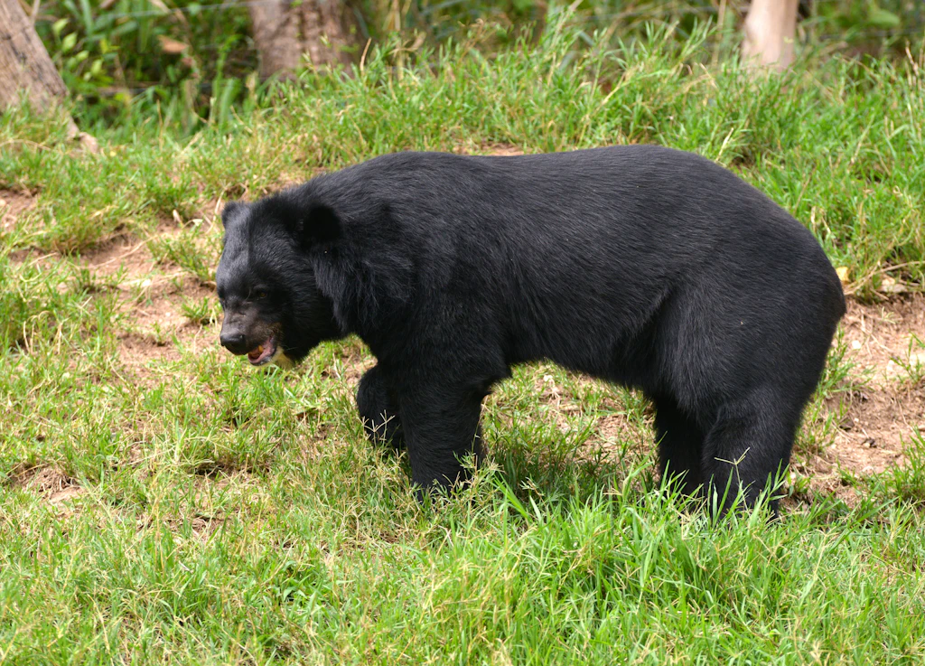 Kühlschränke geplündert: Bär verübt Einbruchsserie in Japan