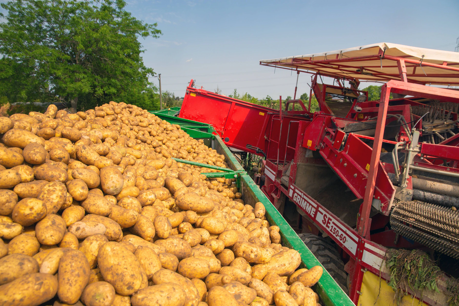 Auch Kartoffelbauern leiden unter der aktuellen wirtschaftlichen Lage.