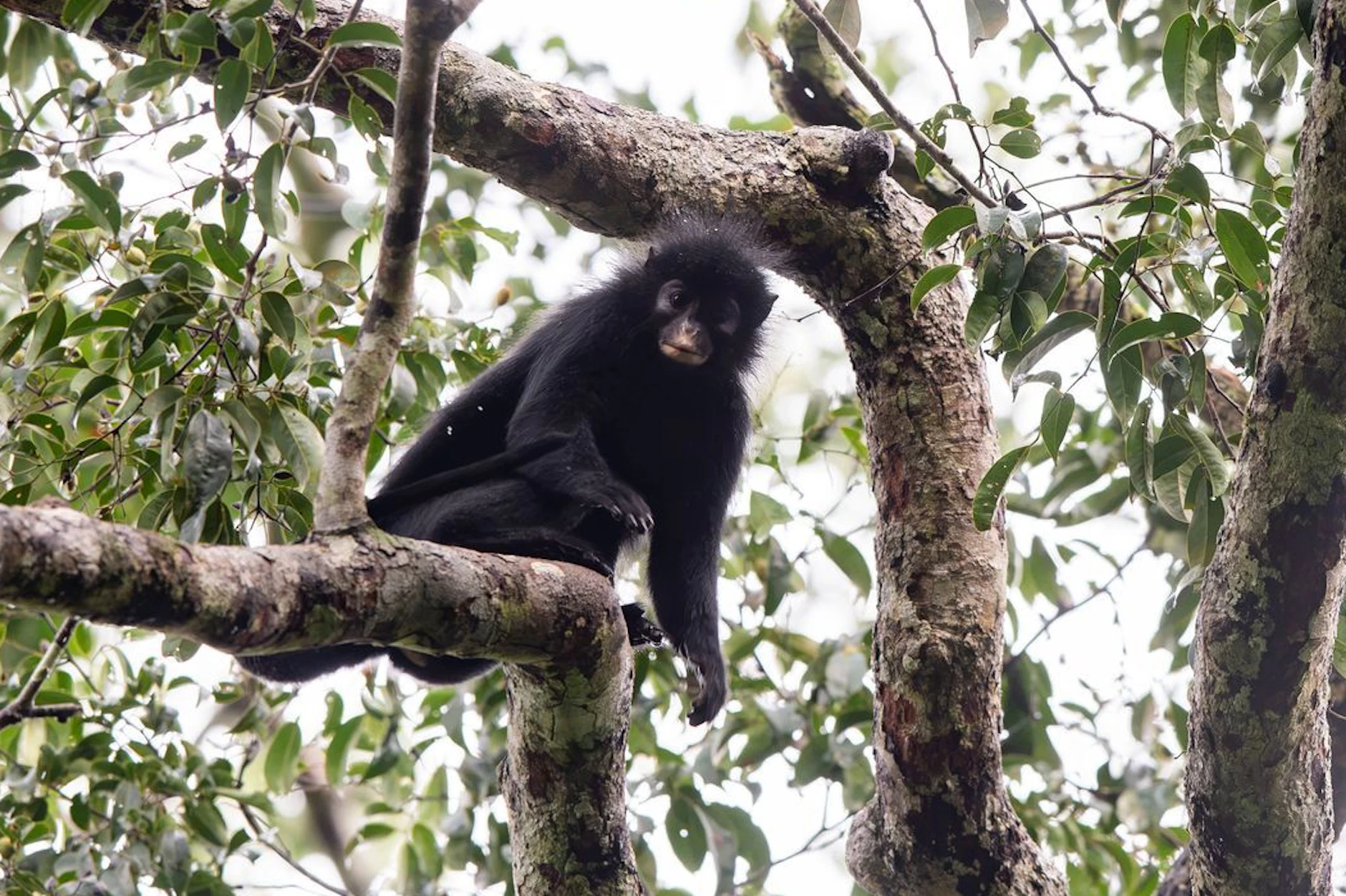 Der Colobus congoensis ist eine neu entdeckte Affenspezies.