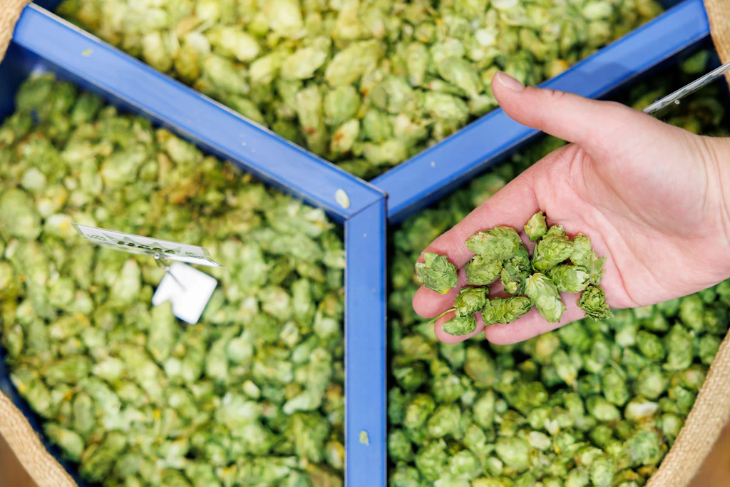 Frisch geerntete Dolden in einem Sortierkasten: An ihrer Größe zeigt sich, was Hitze und Trockenheit mit dem Hopfen gemacht haben.