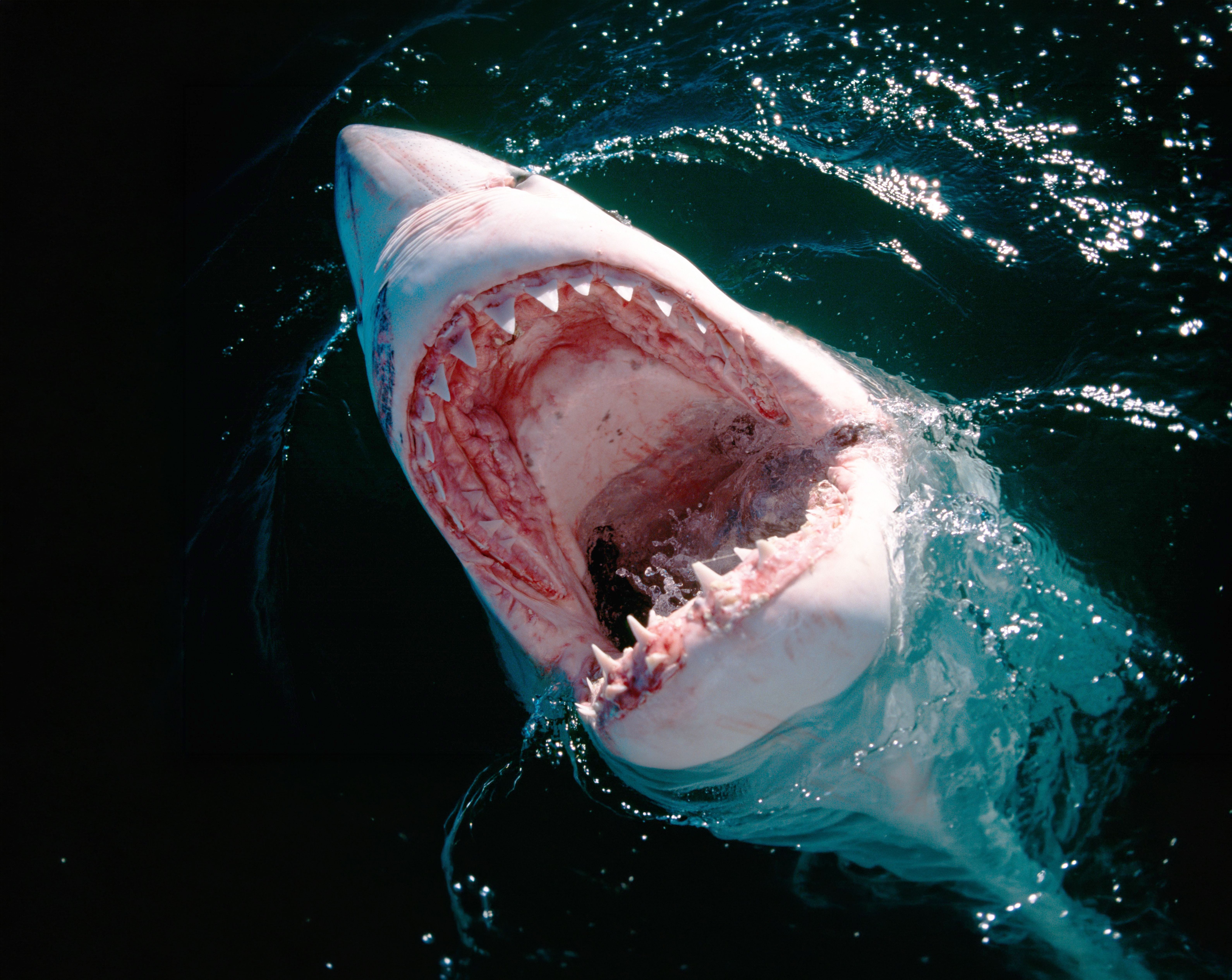 770-Kilo-Monster im Meer: Weißer Hai „Contender“ ist wieder aufgetaucht