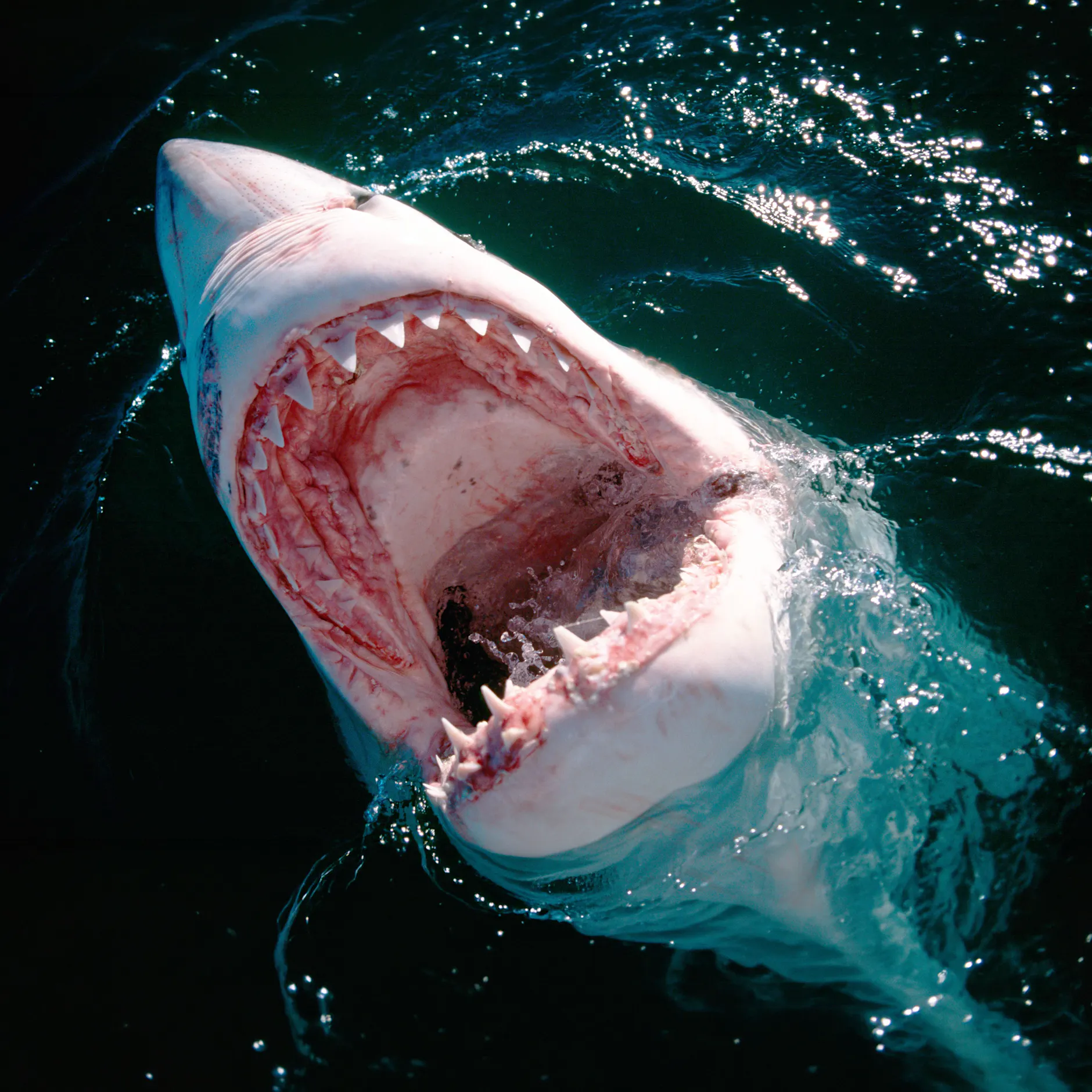 770-Kilo-Monster im Meer: Weißer Hai „Contender“ ist wieder aufgetaucht