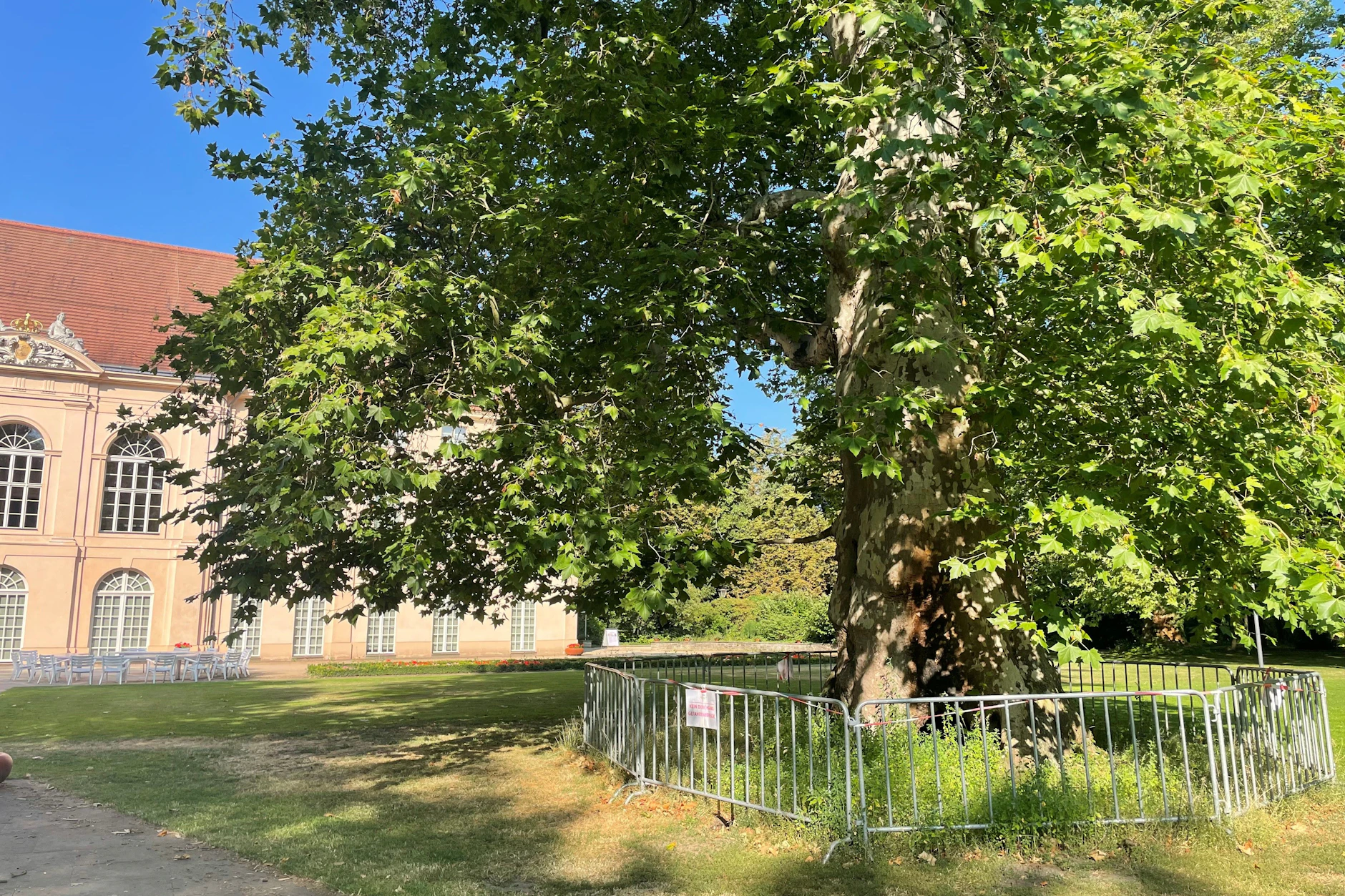 Die Platane im Schlosspark Pankow ist nach dem Brand weiterhin eingezäunt.