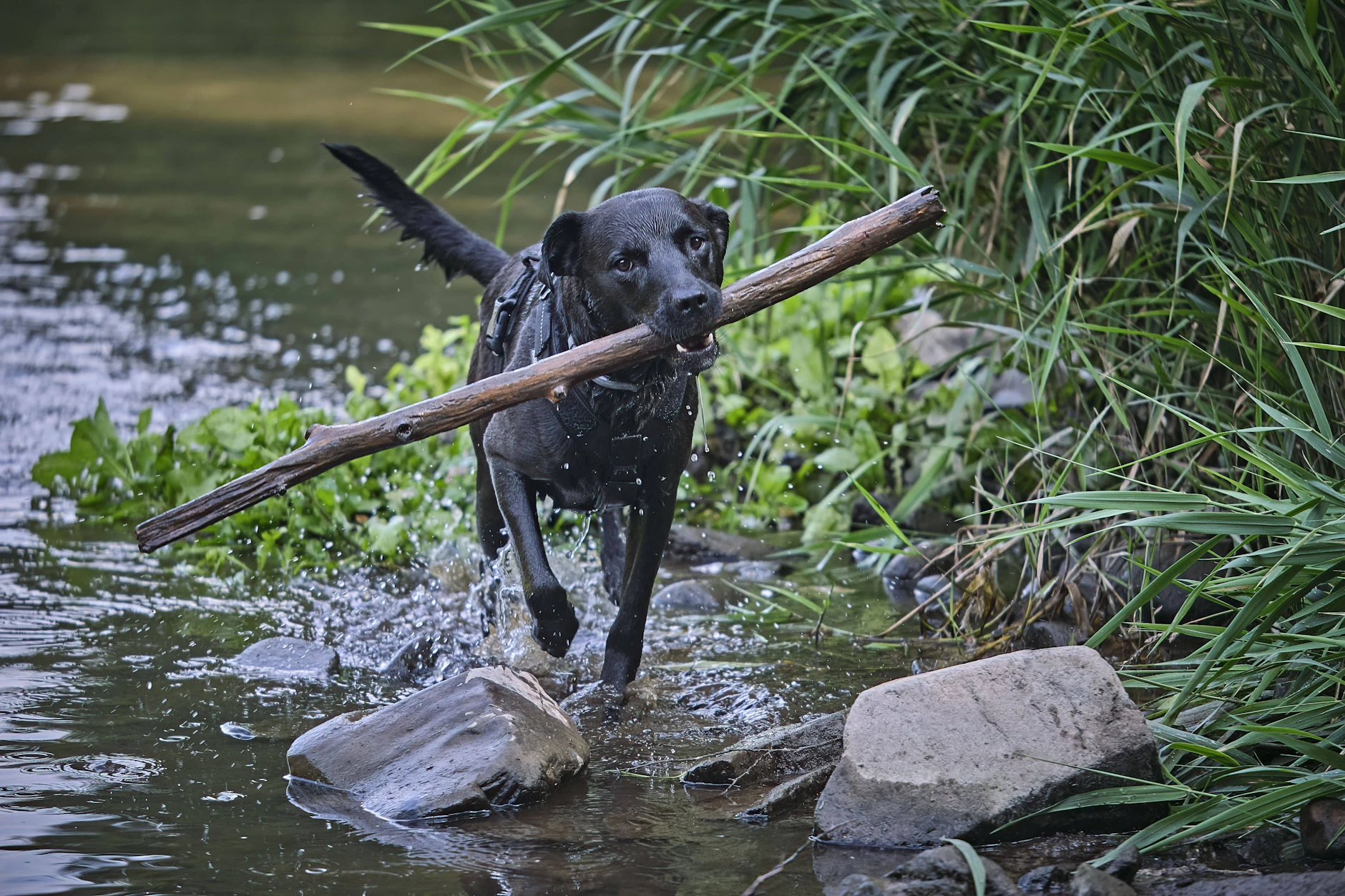 Ein schwarzer Mischlingsrüde tobt im Wasser (Symbolfoto). In Görlitz biss ein hellbrauner Mischlingsrüde ein Mädchen.