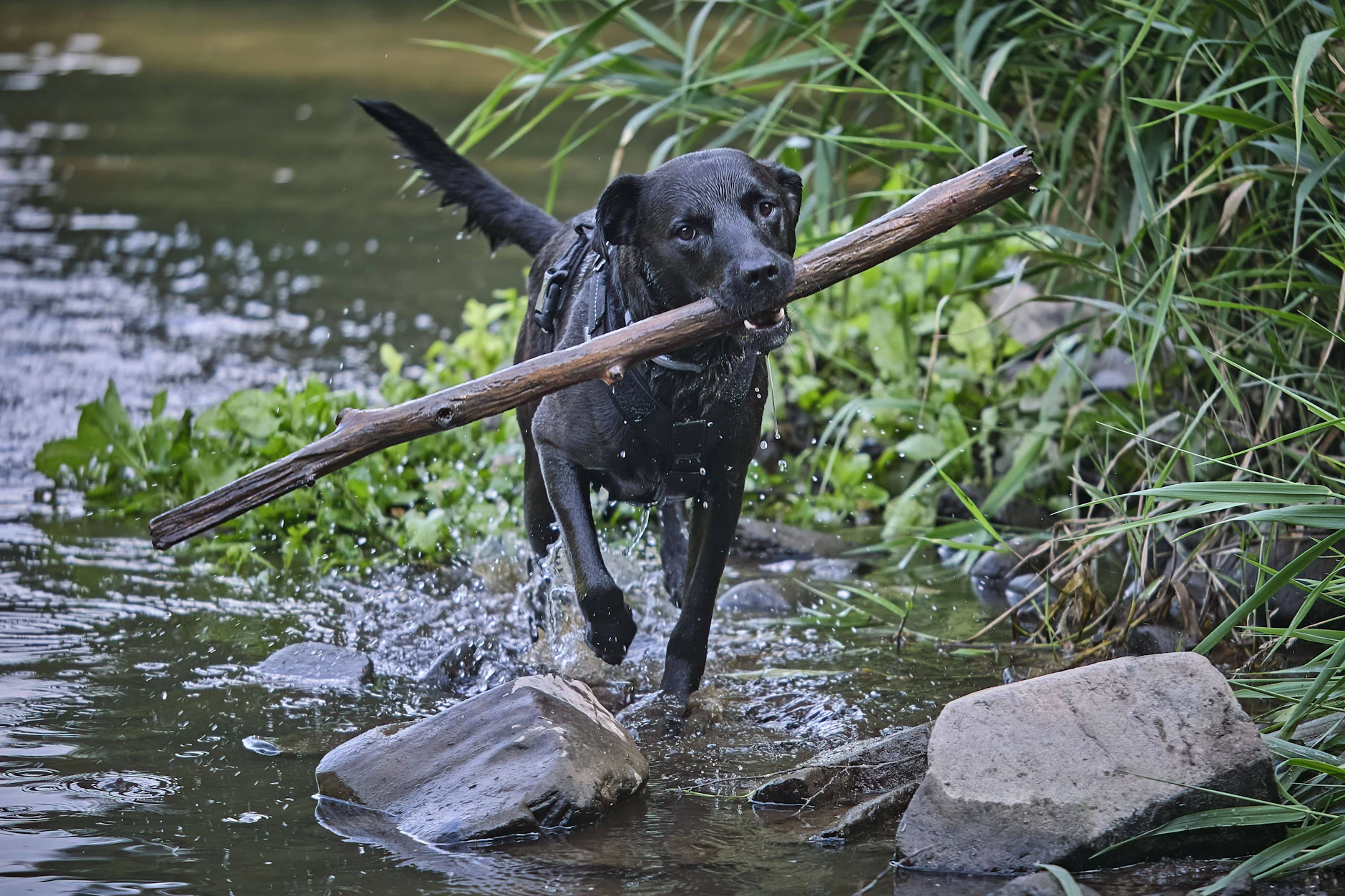 Kind schwer verletzt: Hund beißt Mädchen (9) am Badesee – Polizei sucht Zeugen