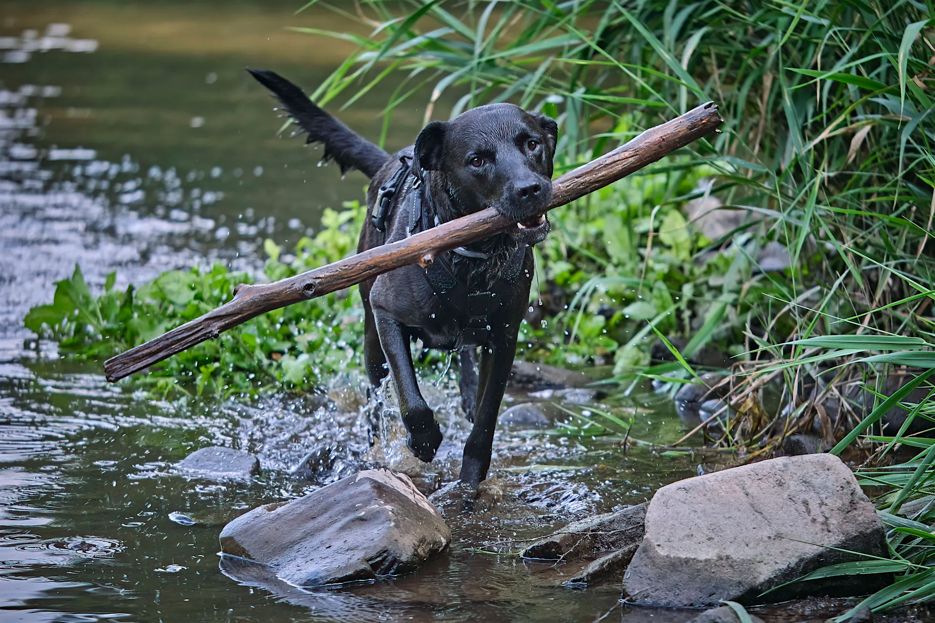 Kind schwer verletzt: Hund beißt Mädchen (9) am Badesee – Polizei sucht Zeugen