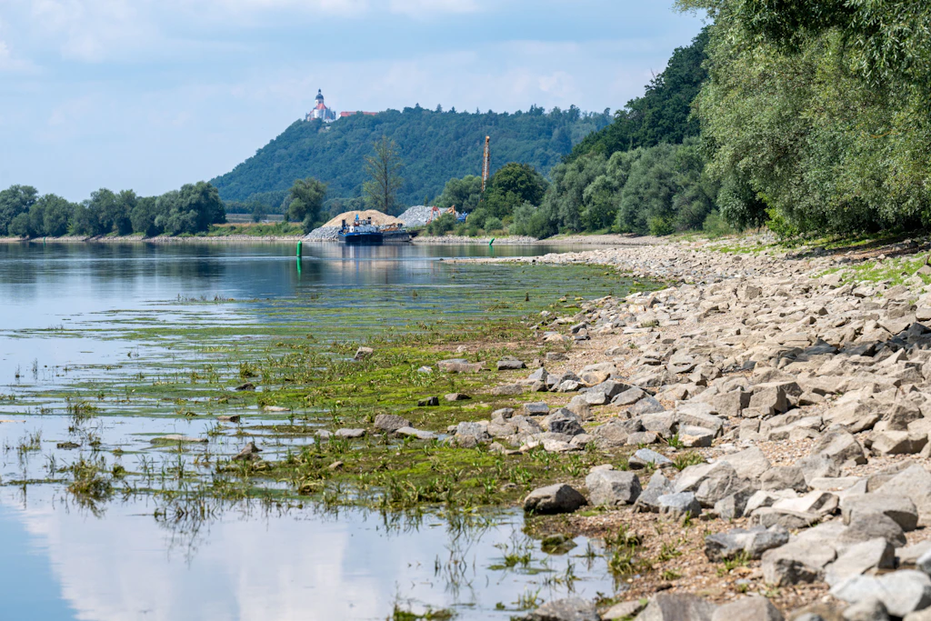 Ungewöhnlicher Fund: Niedrigwasser in der Donau legt offenbar Mammut-Reste frei