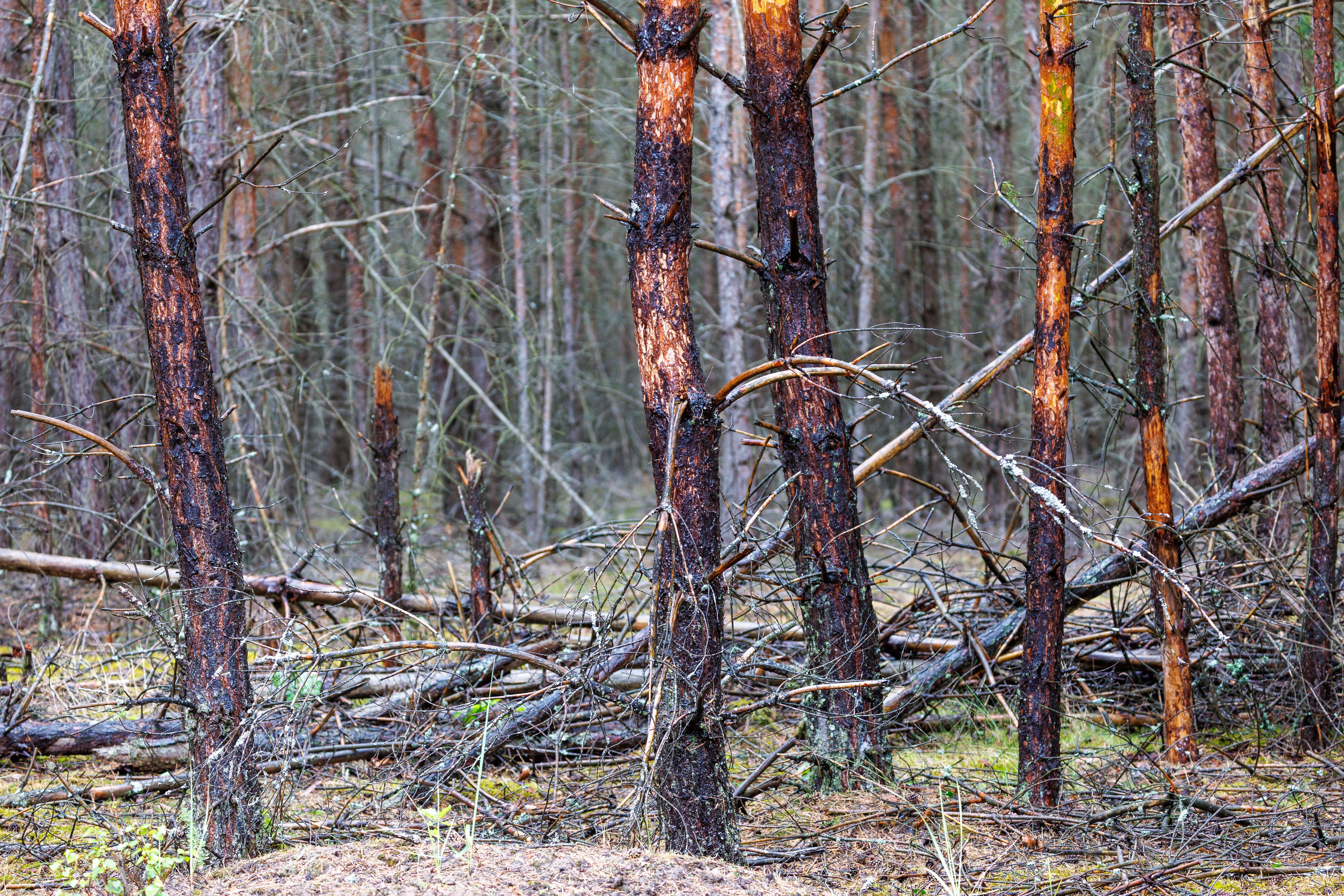 Waldbrand im Müritz-Nationalpark gelöscht: Polizei prüft Brandstiftung nach tagelangem Großeinsatz