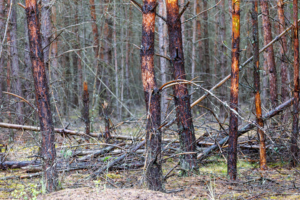 Von der Feuerwehr mit Wasser bespritzte Bäume stehen in der Nähe des Waldbrands im Müritz-Nationalpark.