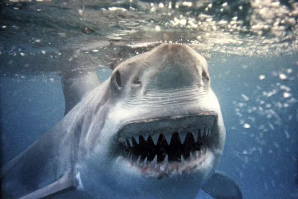 Ein Weißer Hai schwimmt dicht an eine Kamera heran. Bei dem Tier handelt es sich nicht um „Contender“