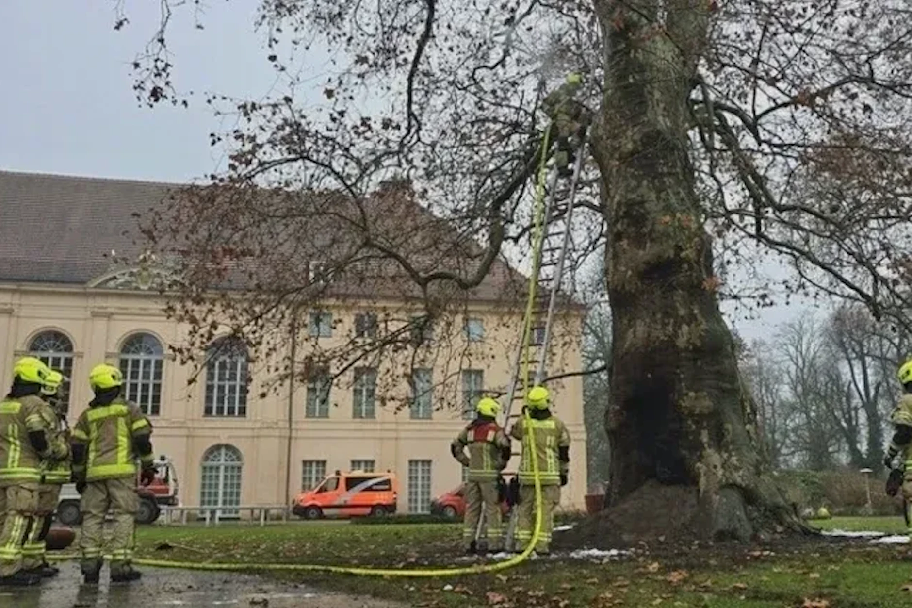 Bei dem Brand wurde die Platane im Schlosspark Pankow stark beschädigt.