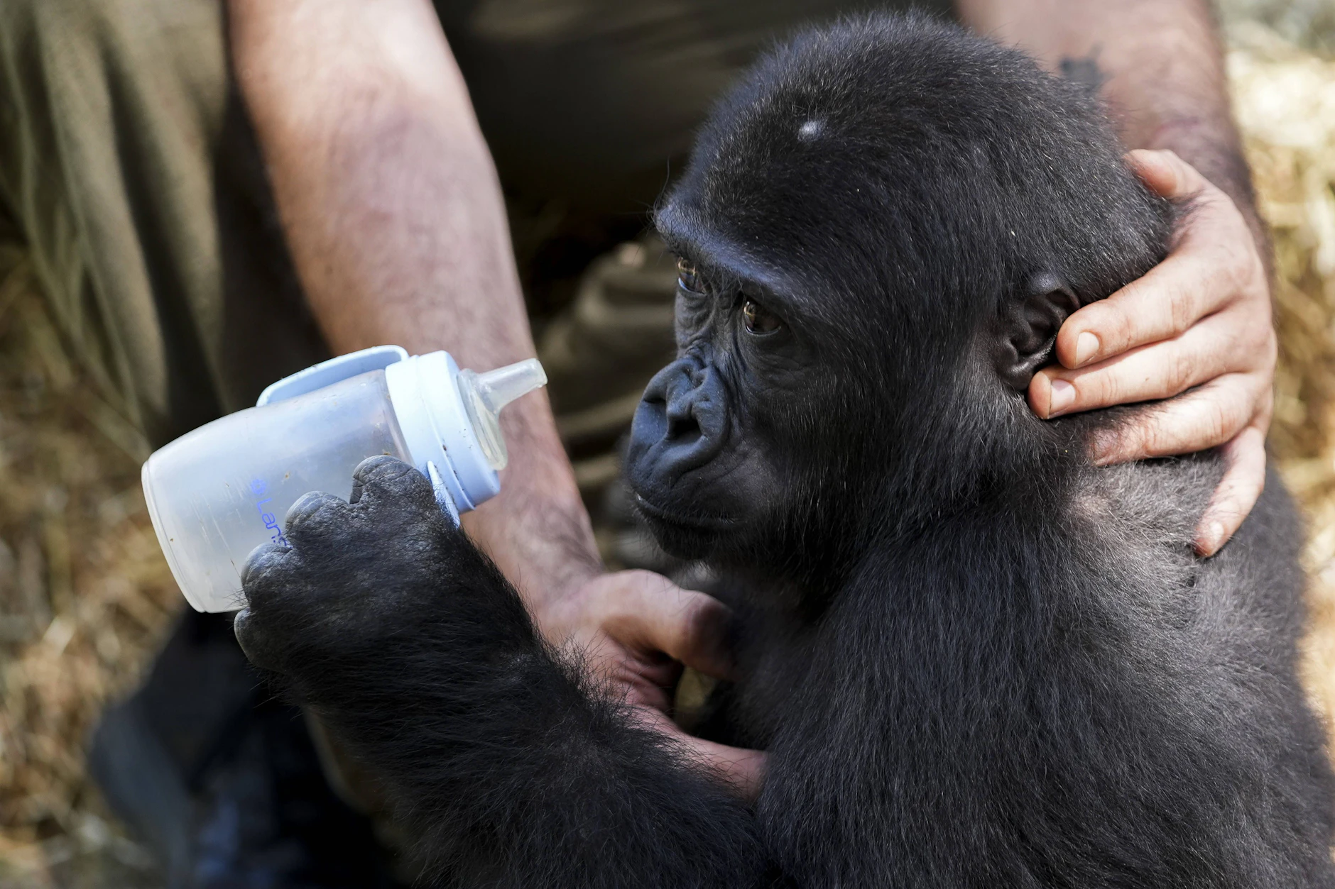 Gleich zwei kleine Gorillas wurden im Zoo Basel getötet (Symbolfoto).