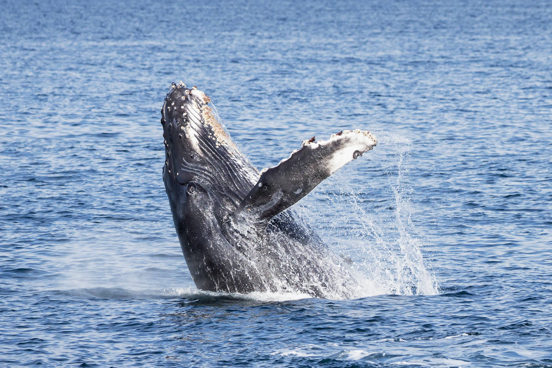 Hat sich mit Hartwin der nächste Buckelwal in die Ostsee verirrt? Die Tiere gehören eigentlich in den Ozean (Symbolfoto).
