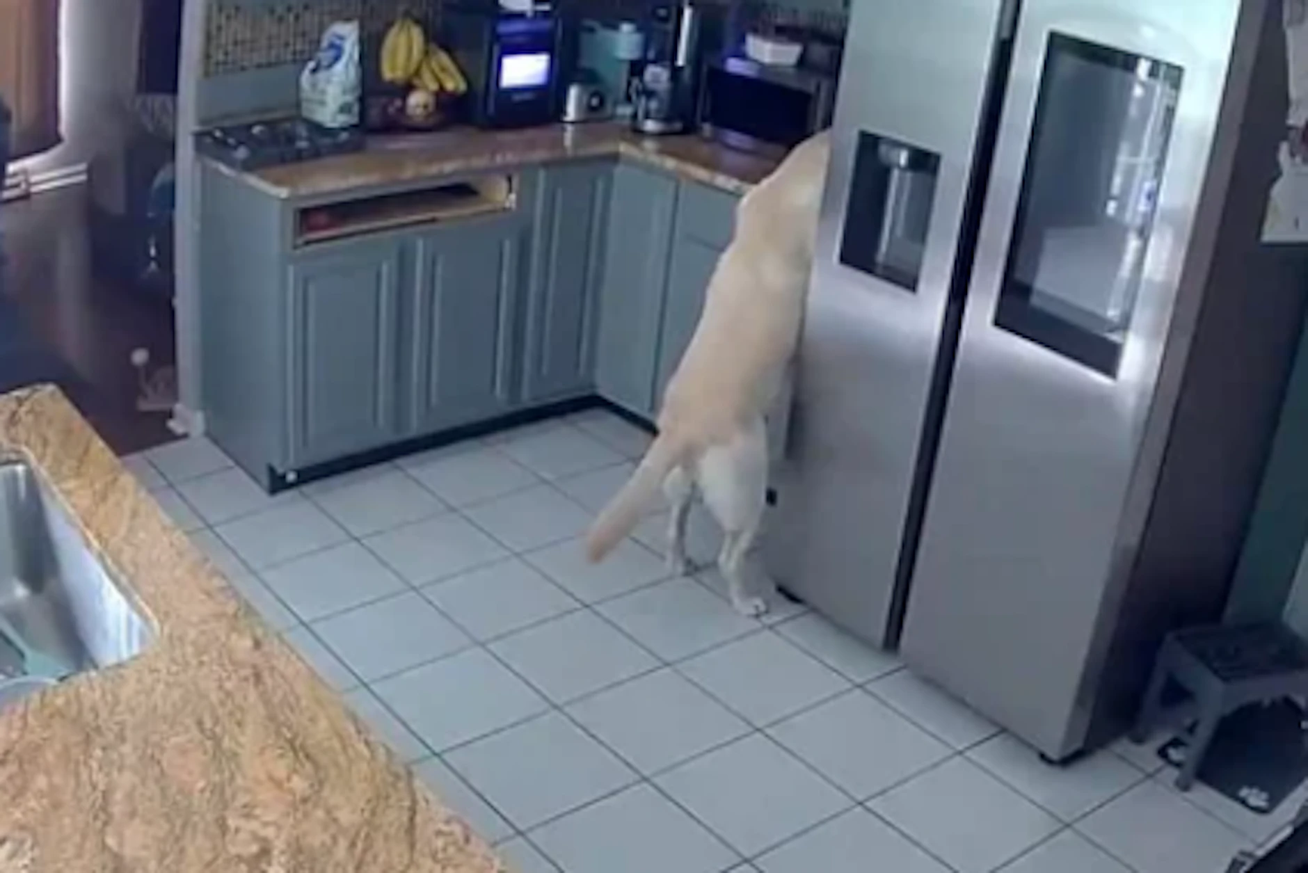 Die Heimkamera von Hausbesitzer Chad Ellis filmte, wie sein Labrador Bo sich am Toaster zu schaffen machte.