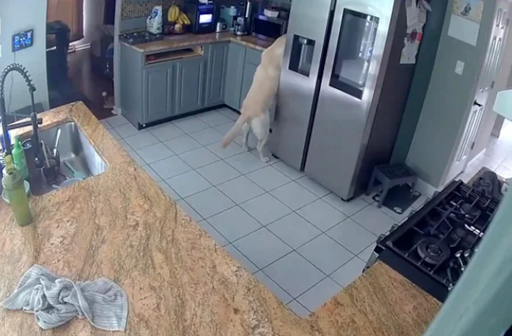 Hund-schaltet-Toaster-ein-Haus-brennt-ab