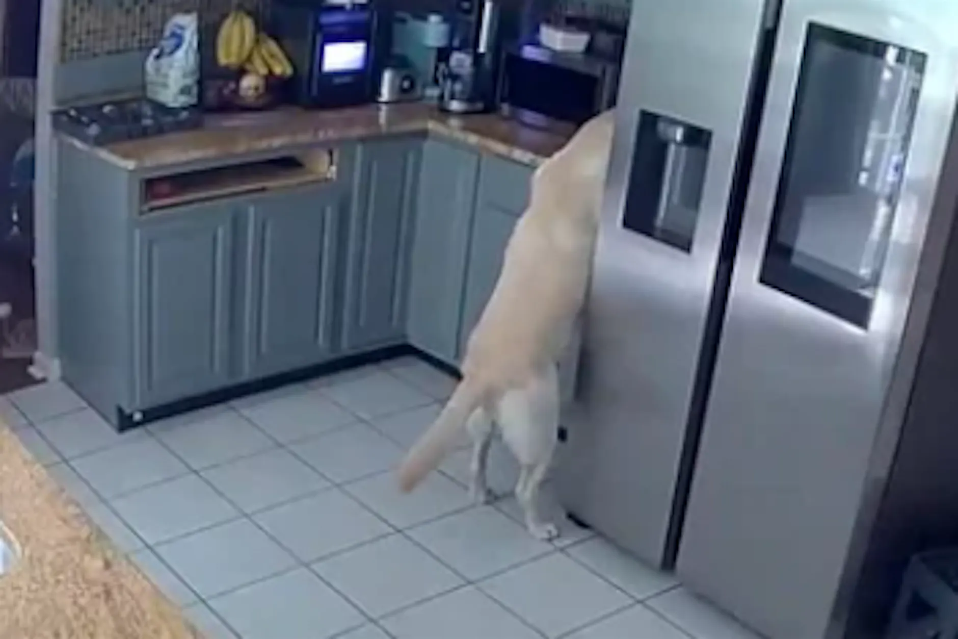 Hund auf Futtersuche schaltet Toaster ein – und brennt das Haus nieder