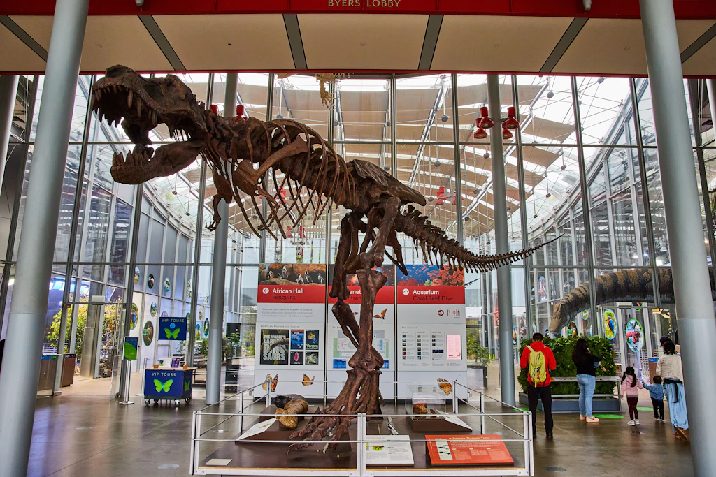 Das Skelett eines ausgewachsenen T-Rex in der Byers Lobby der Academy of Sciences