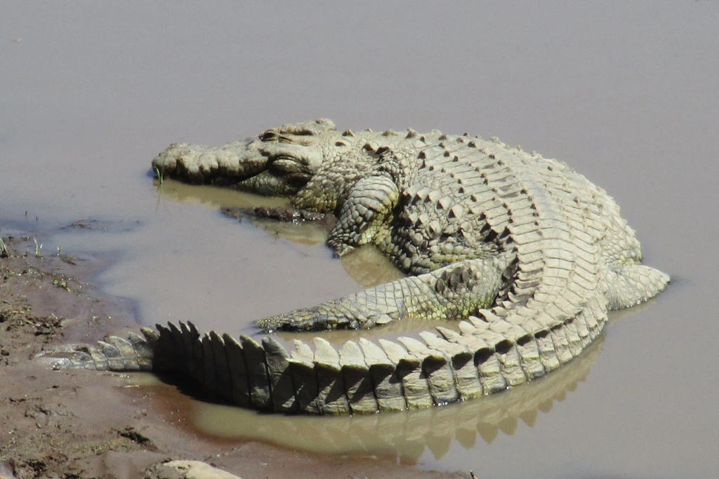 Ein Nilkrokodil, aufgenommen im Masai-Mara-Nationalpark im Süden Kenias.