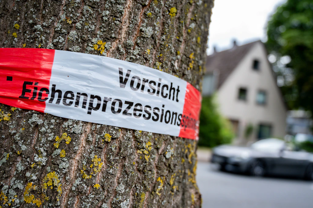 Achtung Hundebesitzer: In Brandenburg sind jetzt auch die Kiefern raupengefährlich