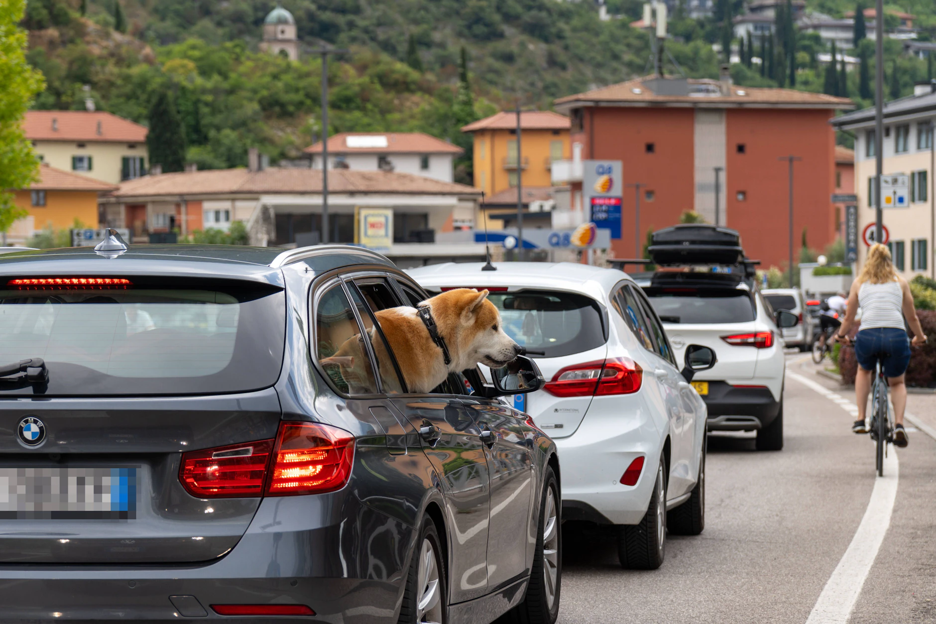 Ein Hund schaut aus dem geöffneten Autofenster während eines sommerlichen Staus in Torbole am Gardasee.