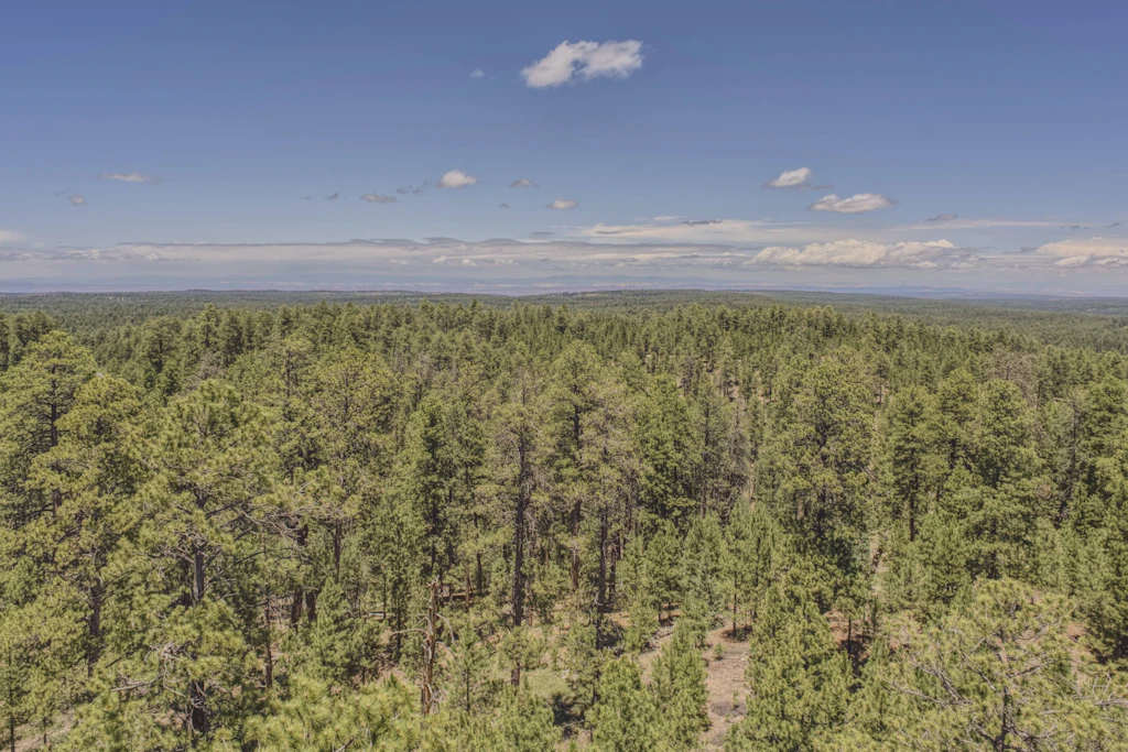 Kiefernwald in Arizona: Im Tonto National Forest lebte ein 65-Jähriger acht Jahre lang illegal. (Symbolbild)