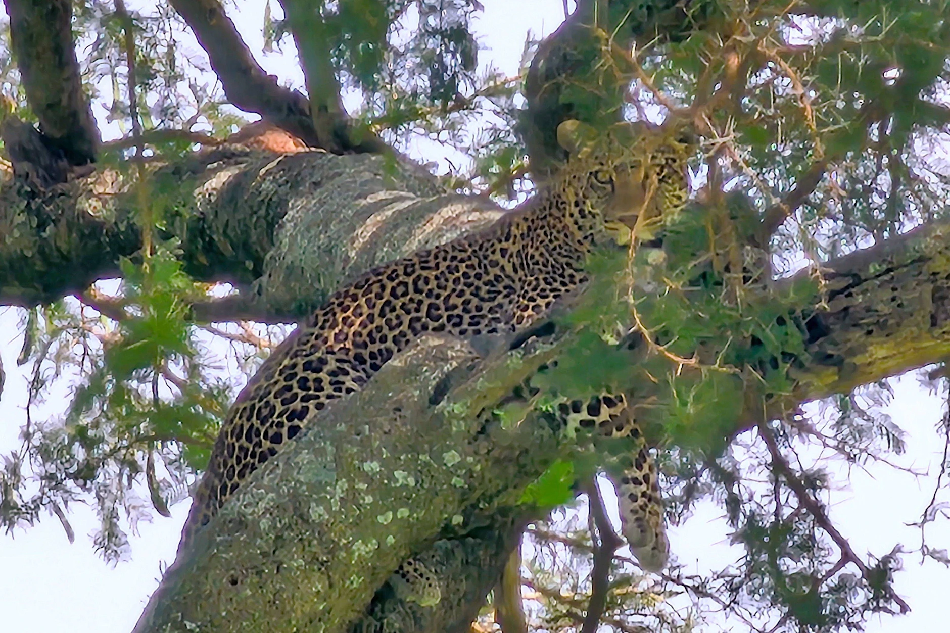 Leoparden schleifen ihre Beute auf Bäume. Zu angriffen auf Menschen kommt es nur selten.