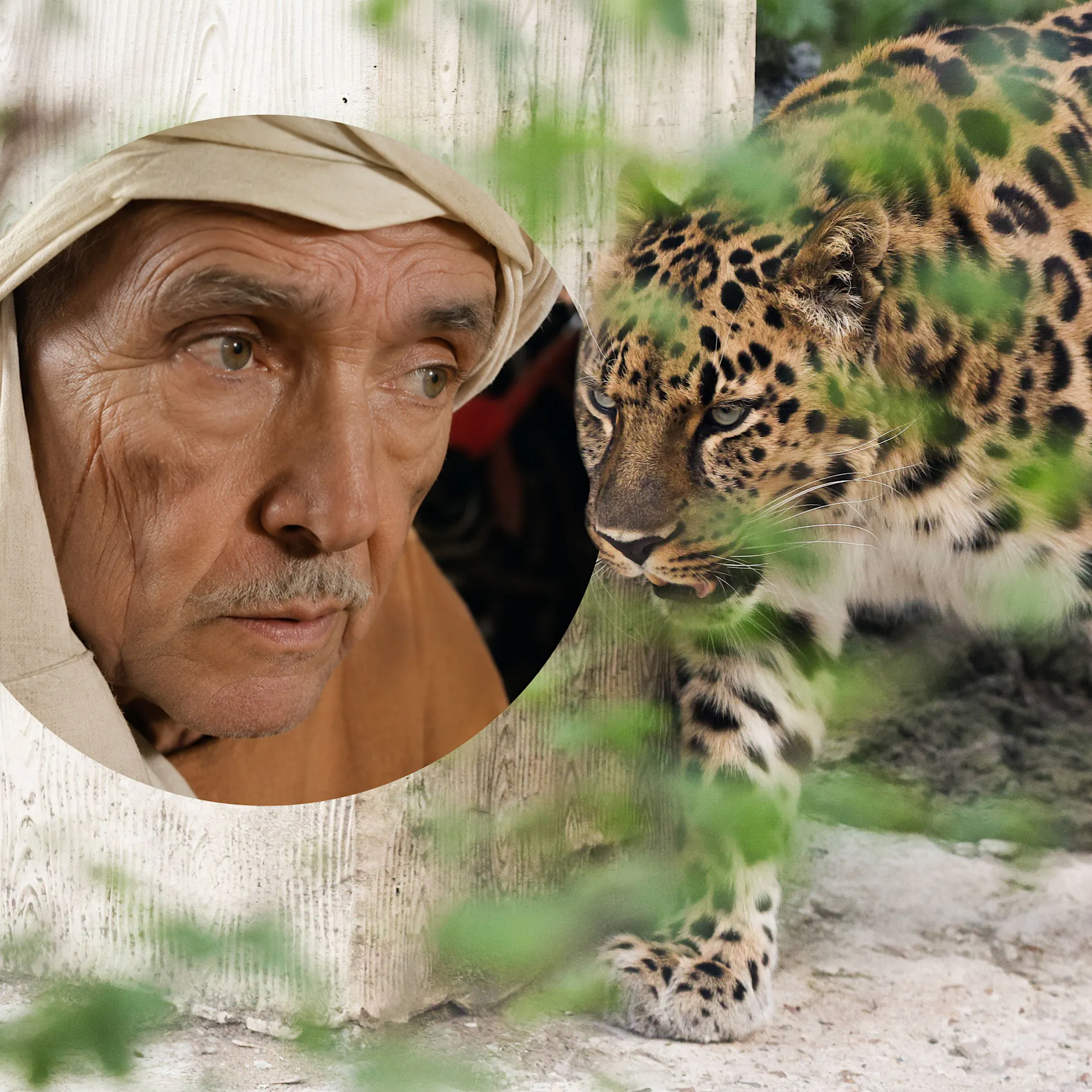 Familie hörte die Schreie: Leopard zerrt Opa (88) in den Wald