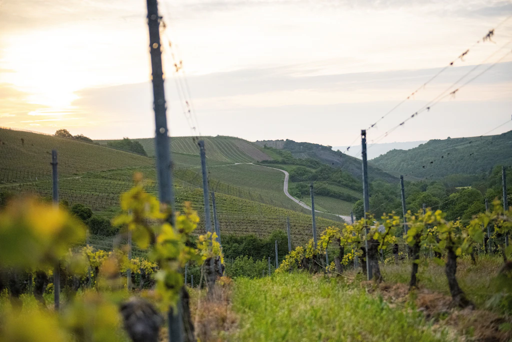 Zwischen Tisch und Tresen: Wo das Glas Wein in Berlin am besten schmeckt