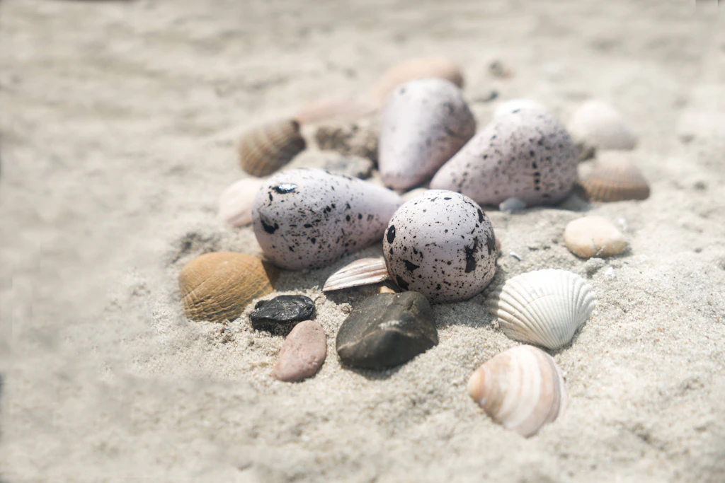 Die Eier des kleinen Strandvogels sind leicht zu übersehen. (Symbolbild)
