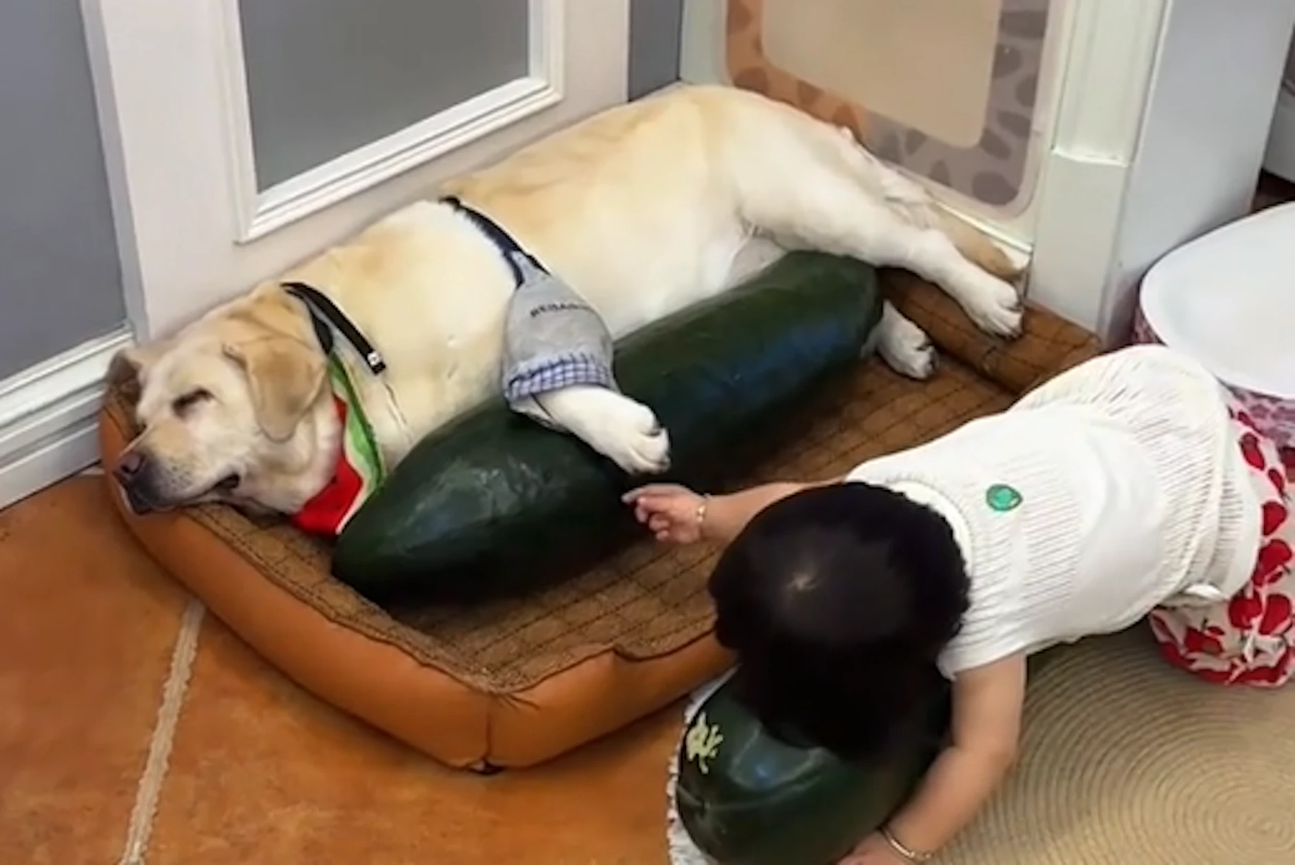 Soll bei kleinen Kindern und Haustieren funktionieren: Baby und Hund liegen jeweils an einer Wintermelone als eine Art Kühlkissen.