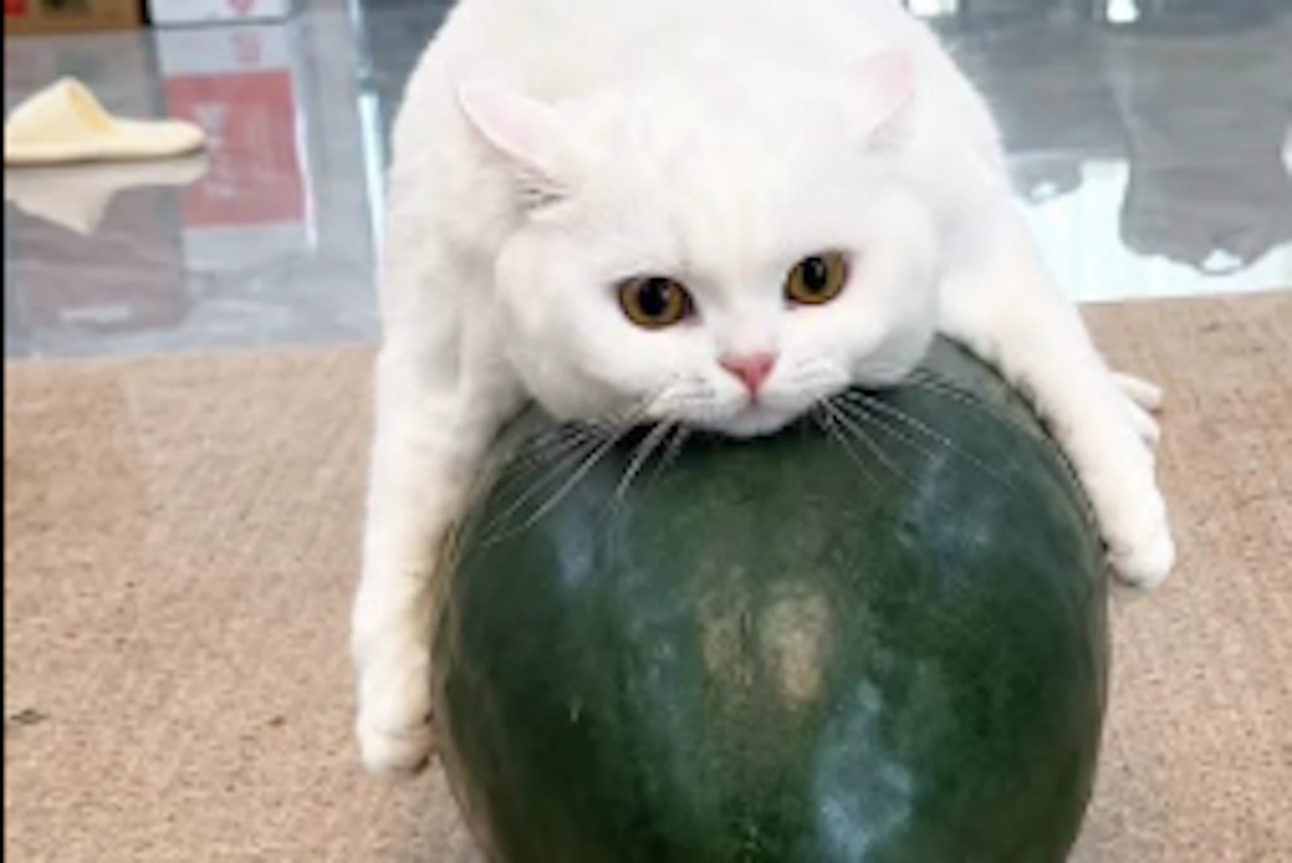 Fotos und Videos mit Katzen auf einer Winter-Melone sind der Renner in chinesischen Netzwerken.