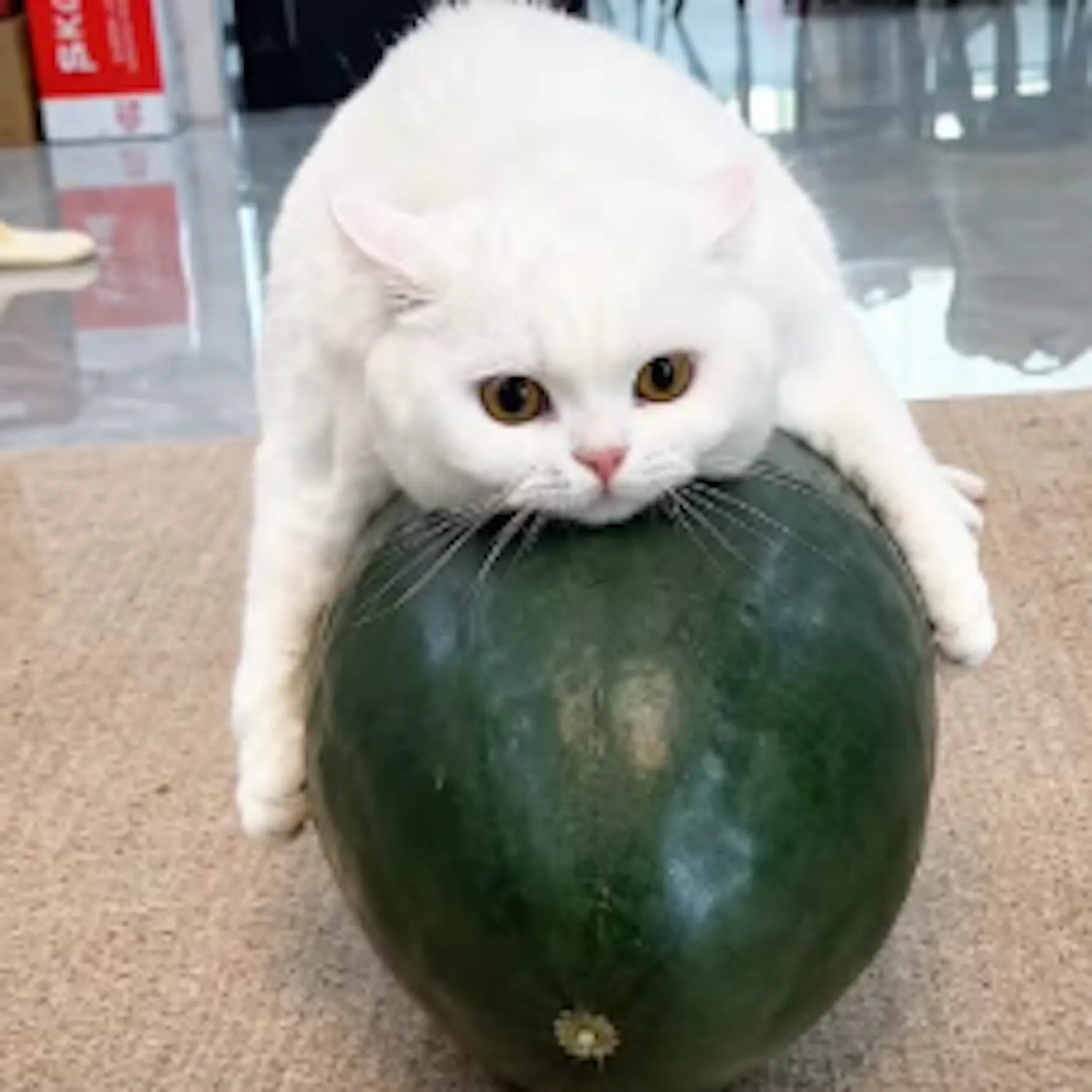 Warum in China Katzen mit Kürbissen kuscheln