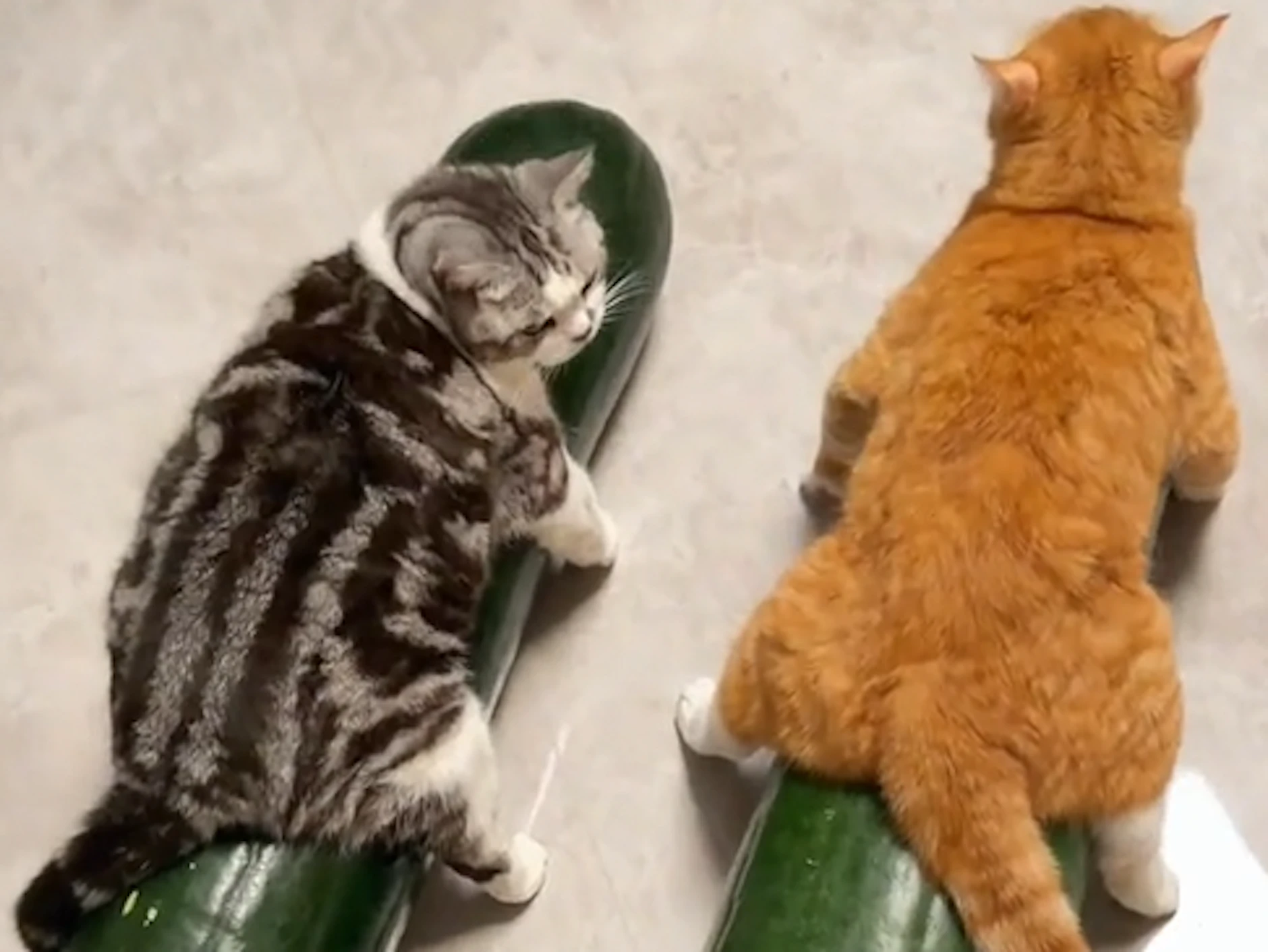 Als würden sie den Kürbis reiten. Ob die beiden Katzen tatsächlich wegen der Kühle auf dem Gemüse verharren?