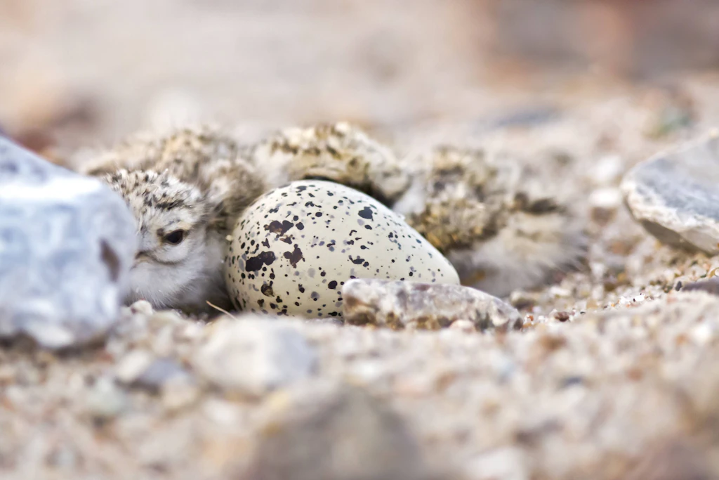 Gut getarnt im Sand: Für ungeübte Augen sind die Nester des Sandregenpfeifers und seine Küken am Strand kaum zu erkennen – deshalb werden Brutbereiche jetzt abgesperrt. (Symbolbild)