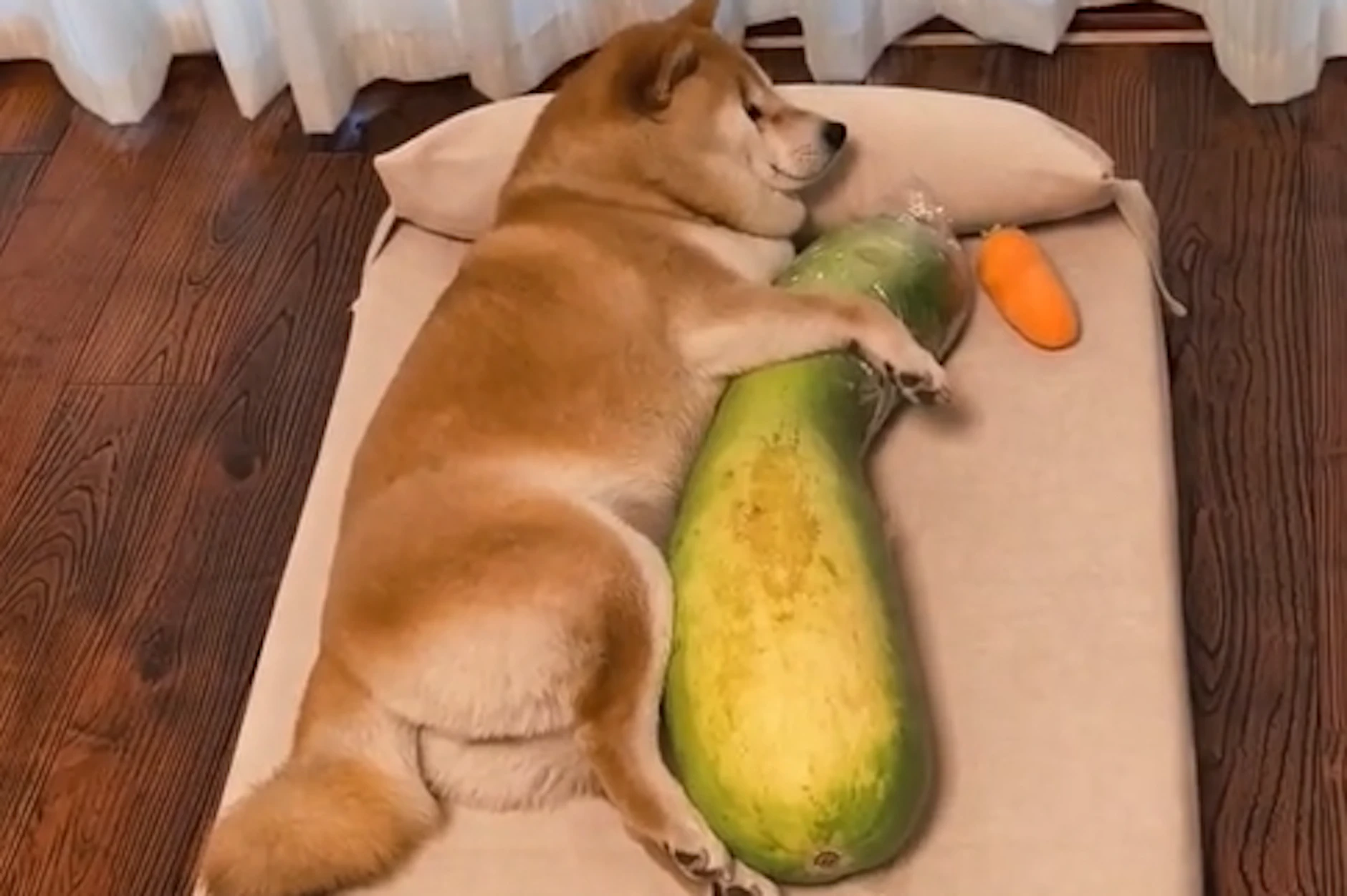 Kühl-Kürbis statt Kuscheltier - diesem Hund scheint es recht zu sein.