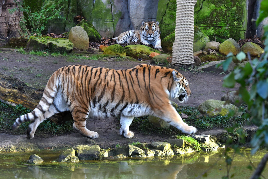 Ein Mann ist nach einem Angriff eines Tigers verstorben.
