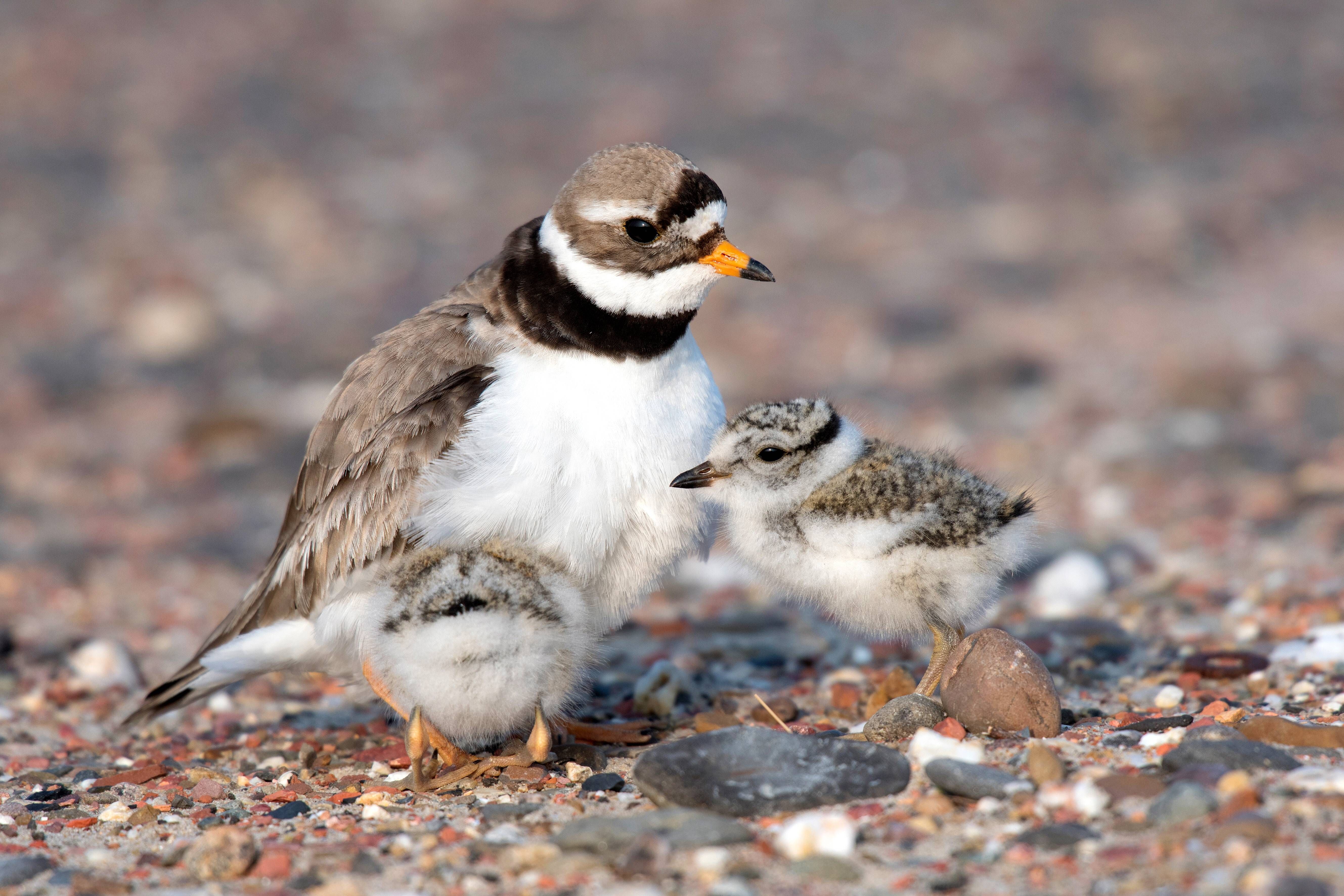 Kleiner Ostsee-Vogel in Gefahr: Warum an Mecklenburgs Stränden jetzt Sperrzonen entstehen