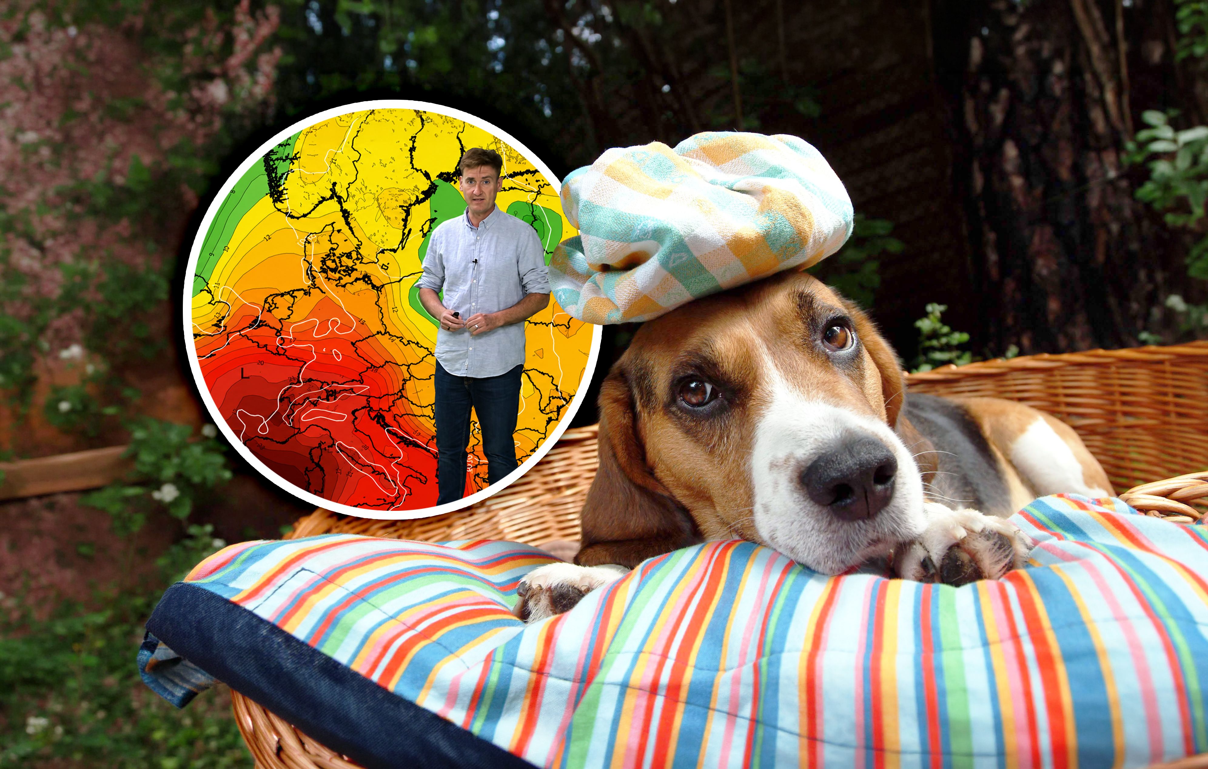 Hundstage mit 40 Grad: Jetzt soll eine neue Hitzewelle kommen