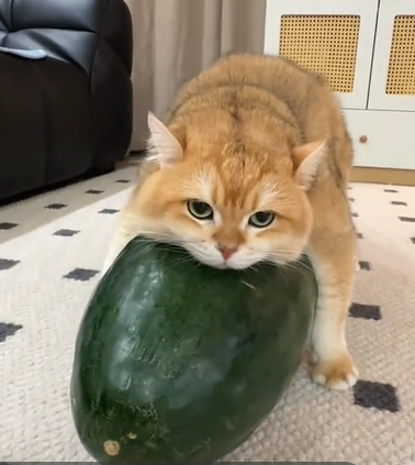 Warum in China Katzen mit Kürbissen kuscheln