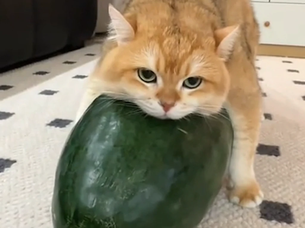 Fotos und Videos mit Katzen auf einer Winter-Melone sind der Renner in chinesischen Netzwerken.