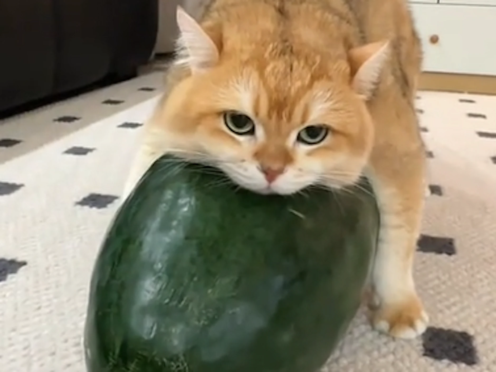 Fotos und Videos mit Katzen auf einer Winter-Melone sind der Renner in chinesischen Netzwerken.