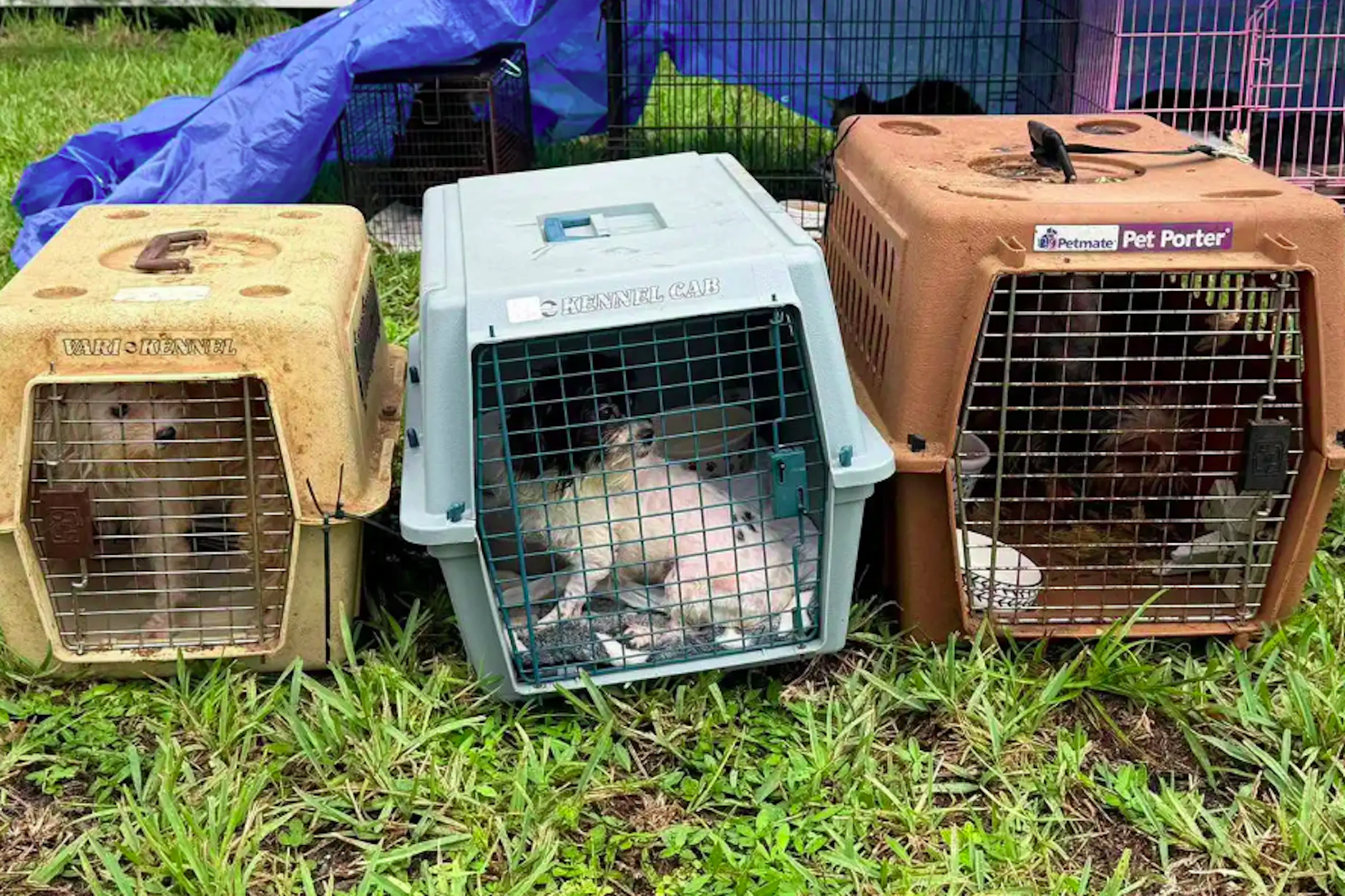 Hunde warten auf ihren Abtransport. Den Ermittlern in Florida bot sich insgesamt ein schreckliches Bild.